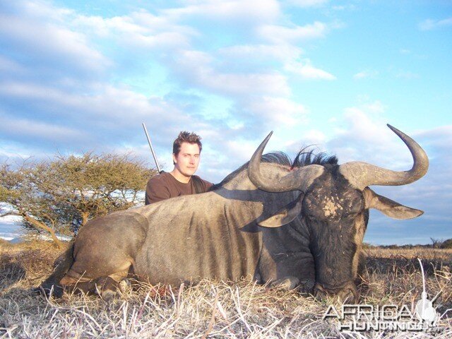 Blue Wildebeest Limpopo South Africa