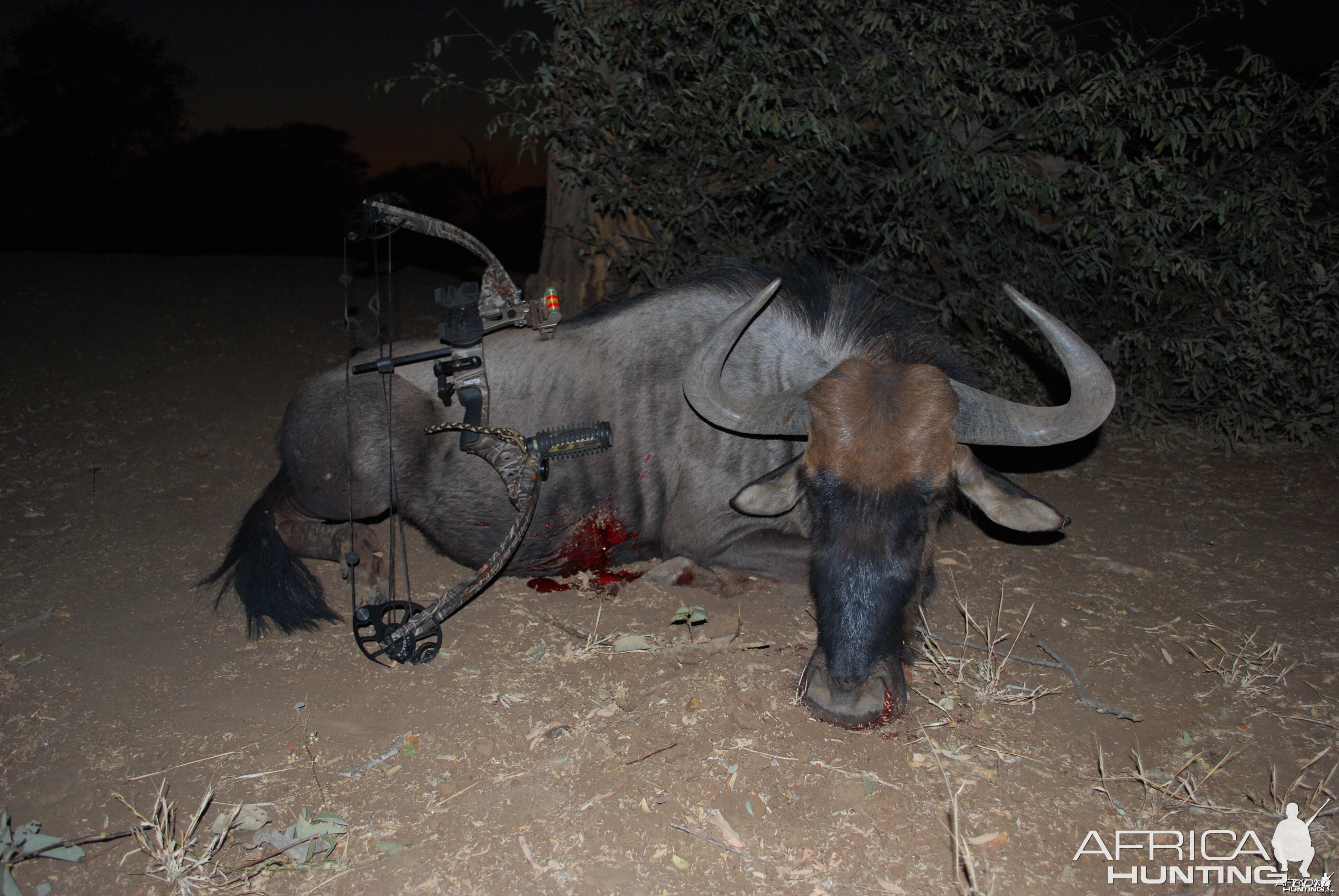 Blue Wildebeest male