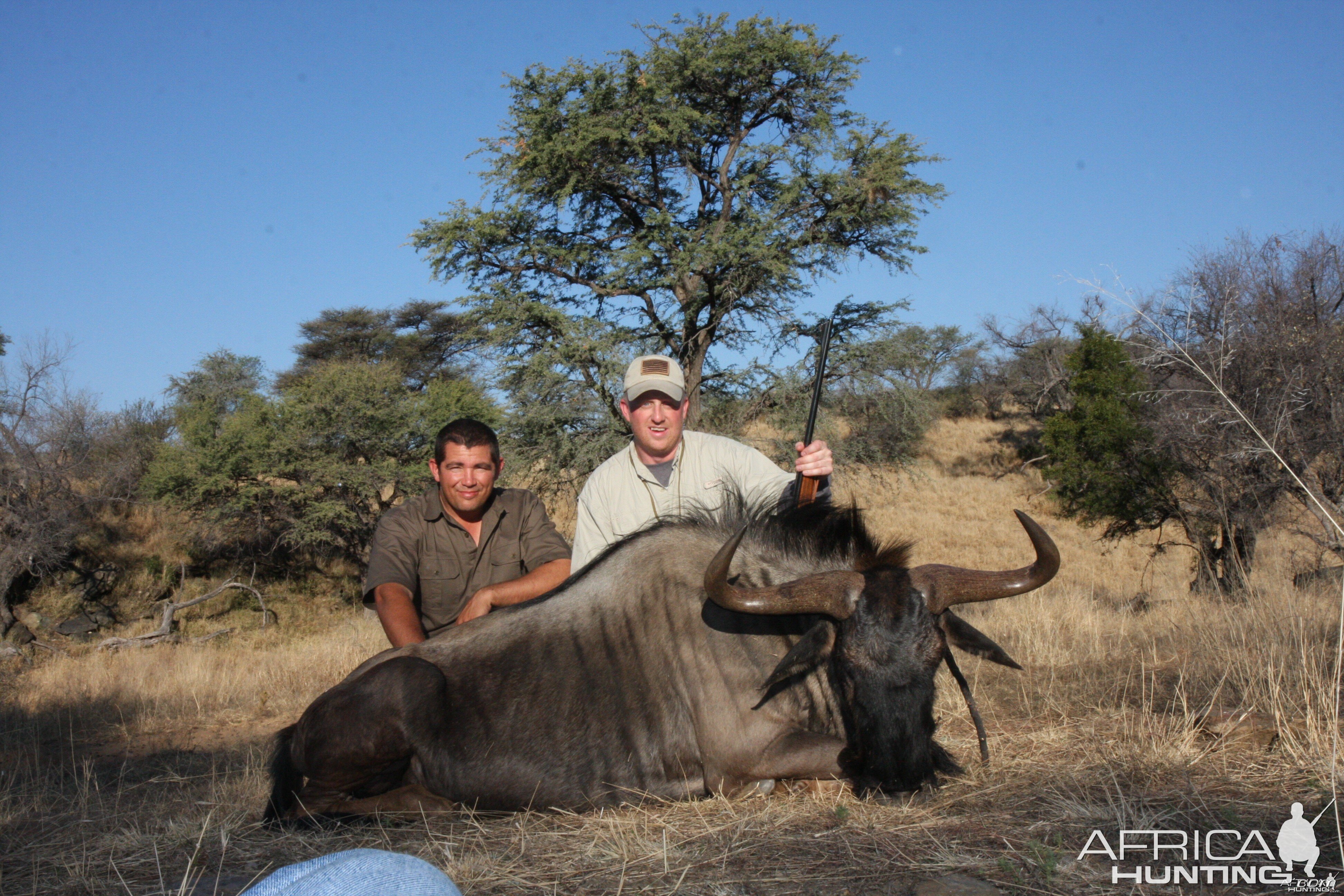 Blue Wildebeest Namibia 2011