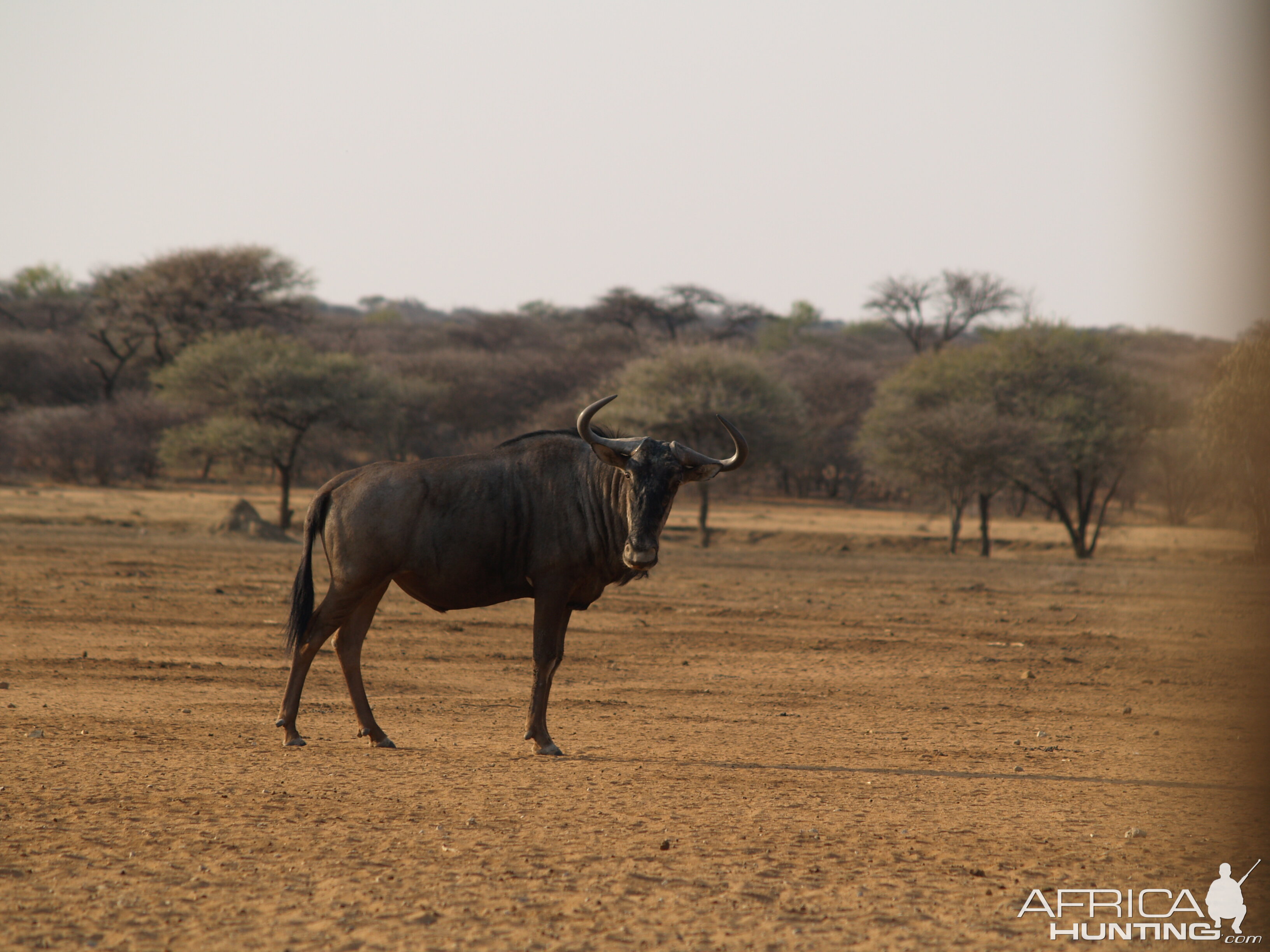 Blue Wildebeest Namibia