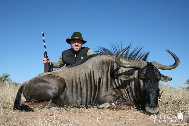 Blue Wildebeest Namibia