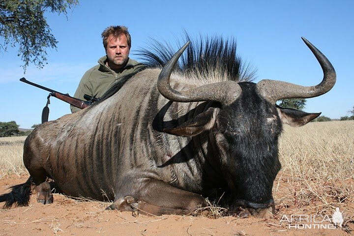 Blue Wildebeest Namibia