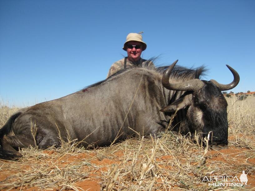 Blue Wildebeest Namibia