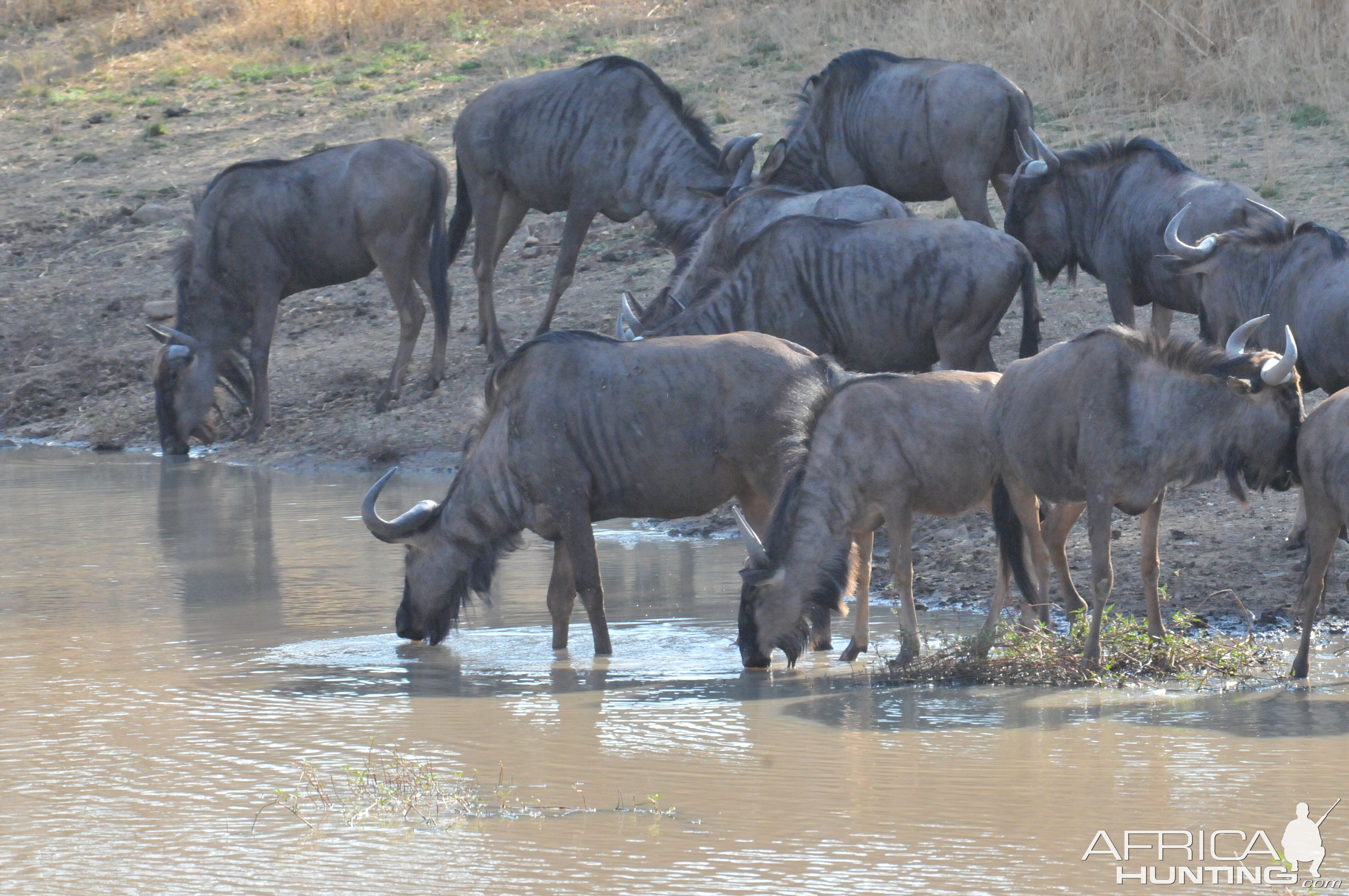 Blue Wildebeest Namibia