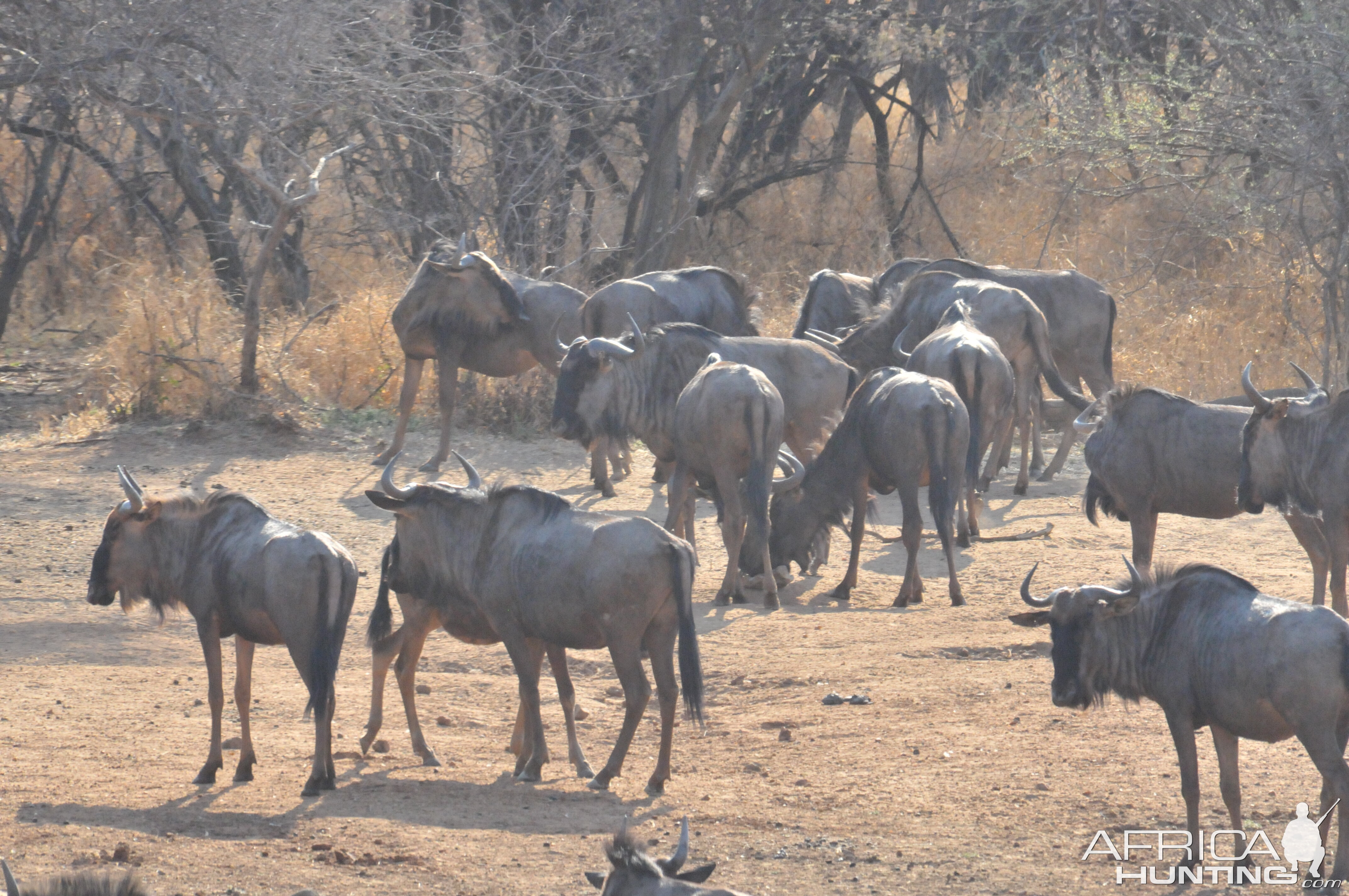 Blue Wildebeest Namibia