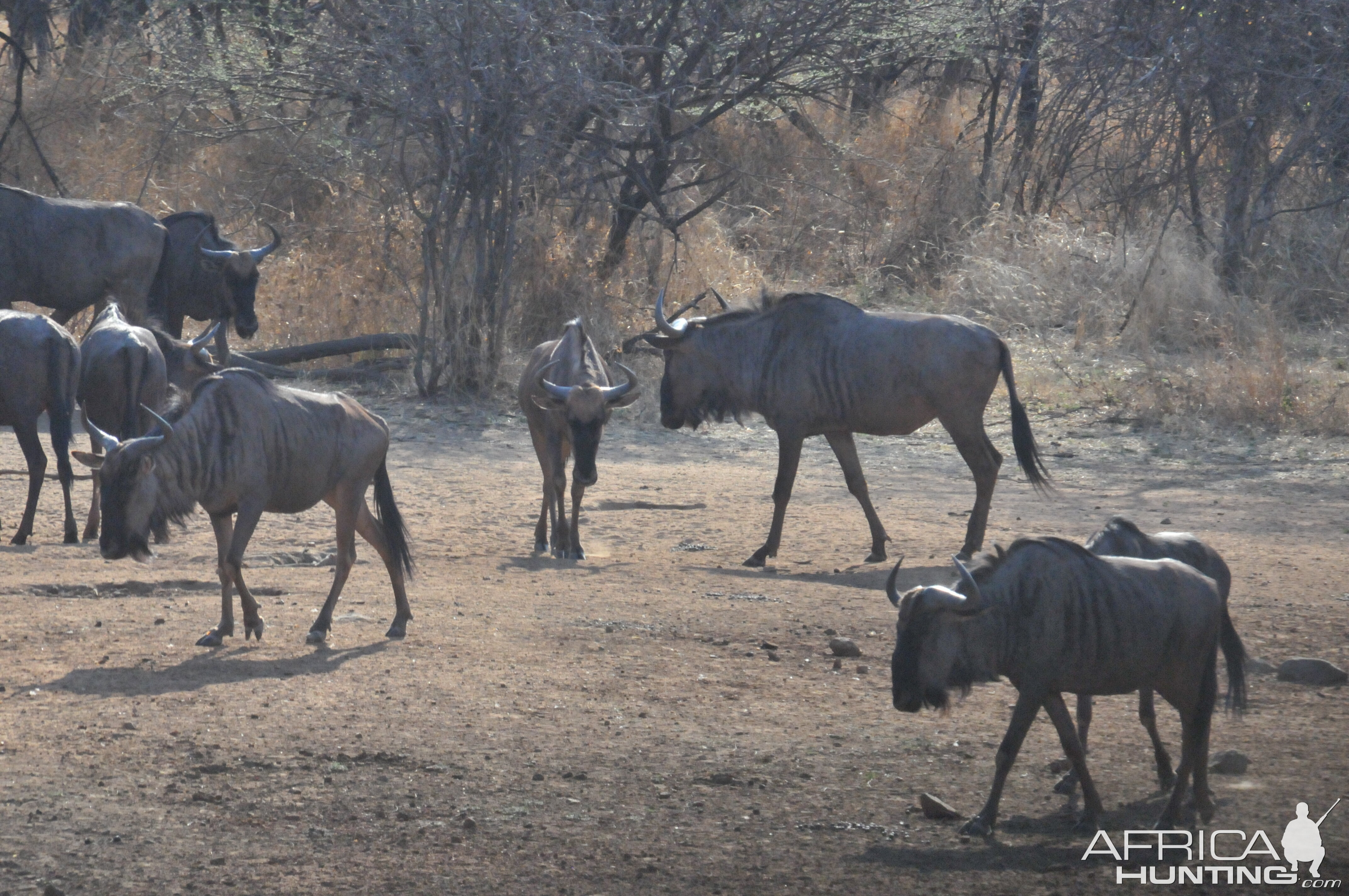 Blue Wildebeest Namibia