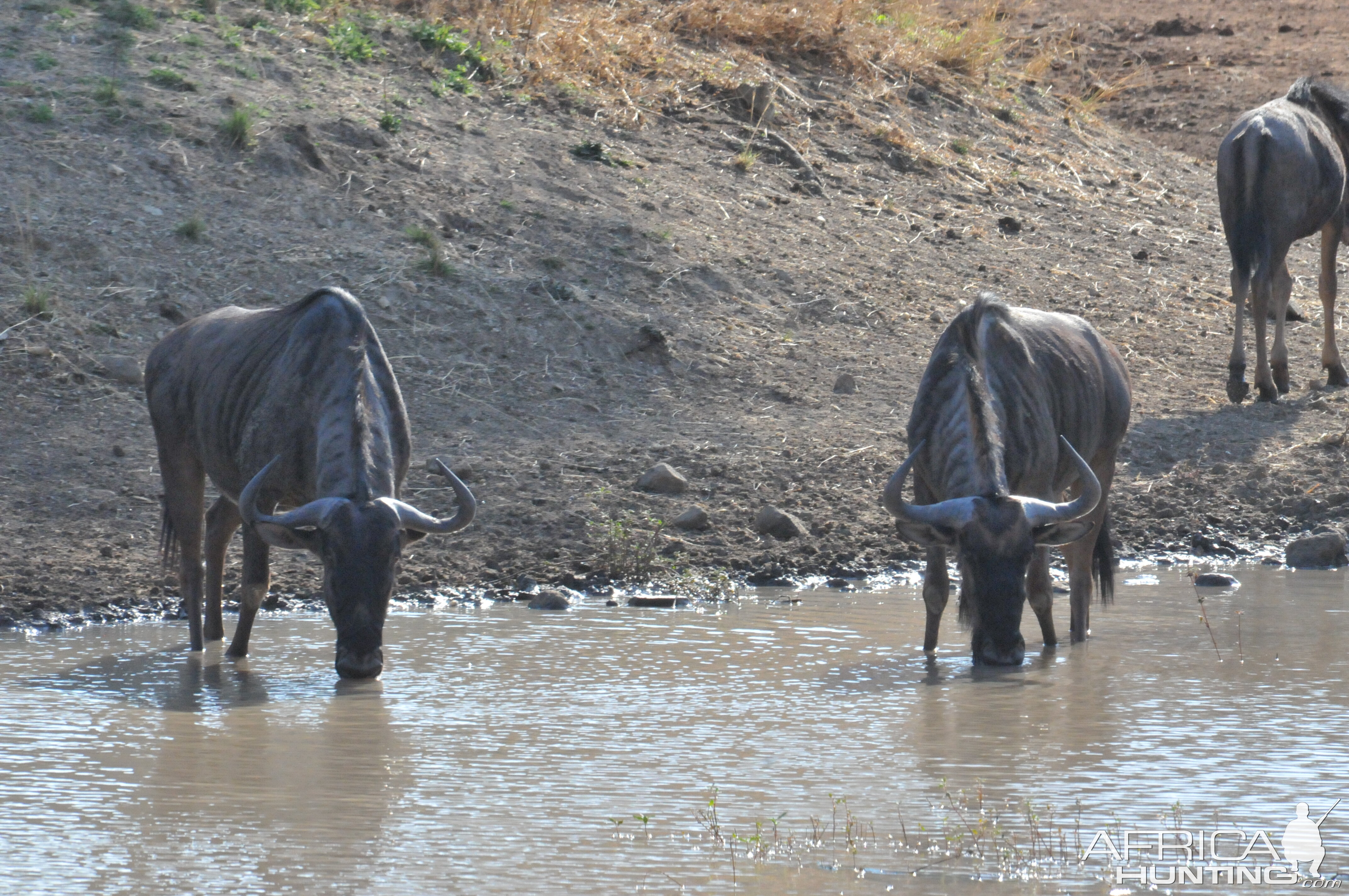 Blue Wildebeest Namibia