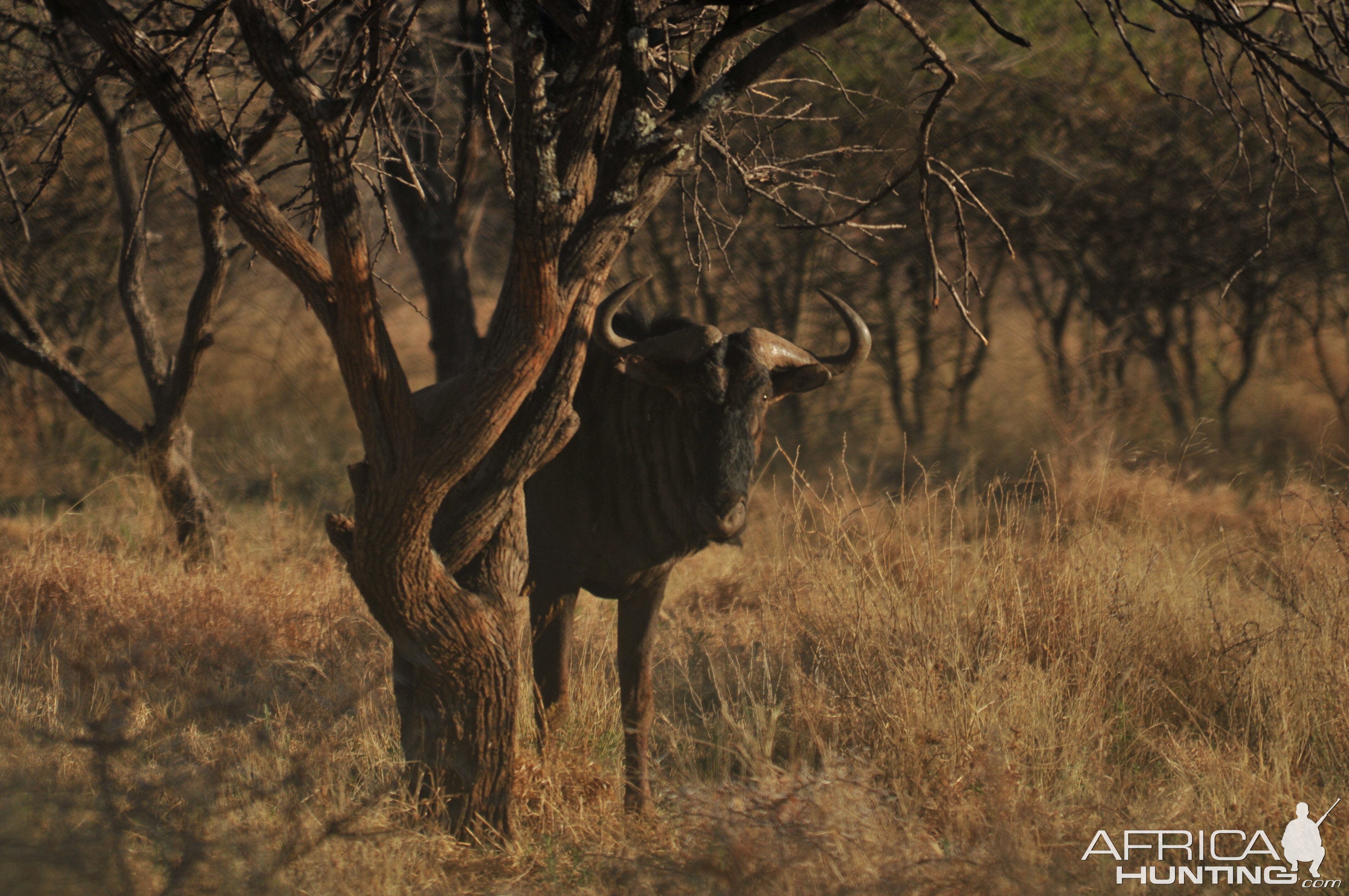 Blue Wildebeest Namibia