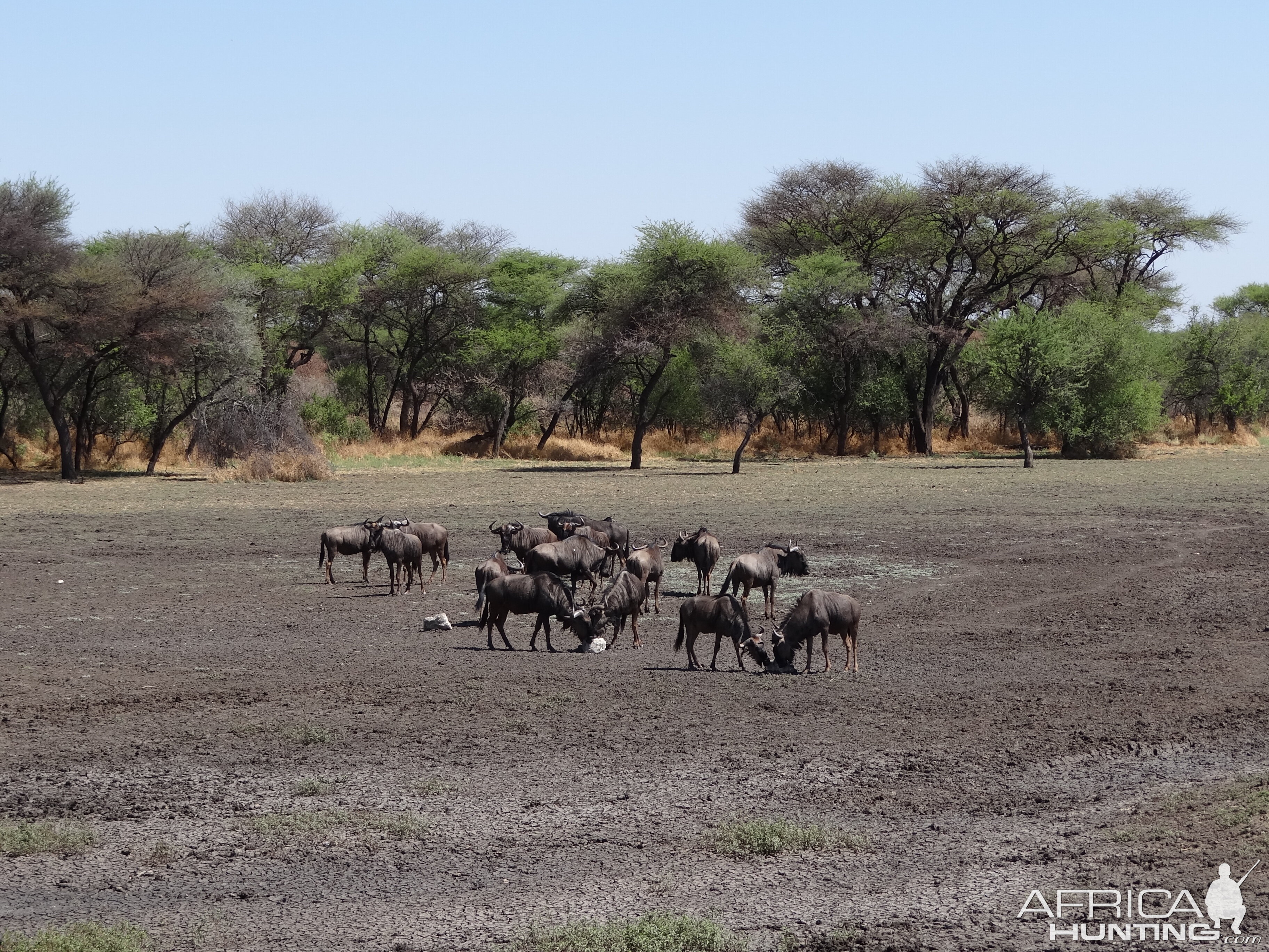 Blue Wildebeest Namibia