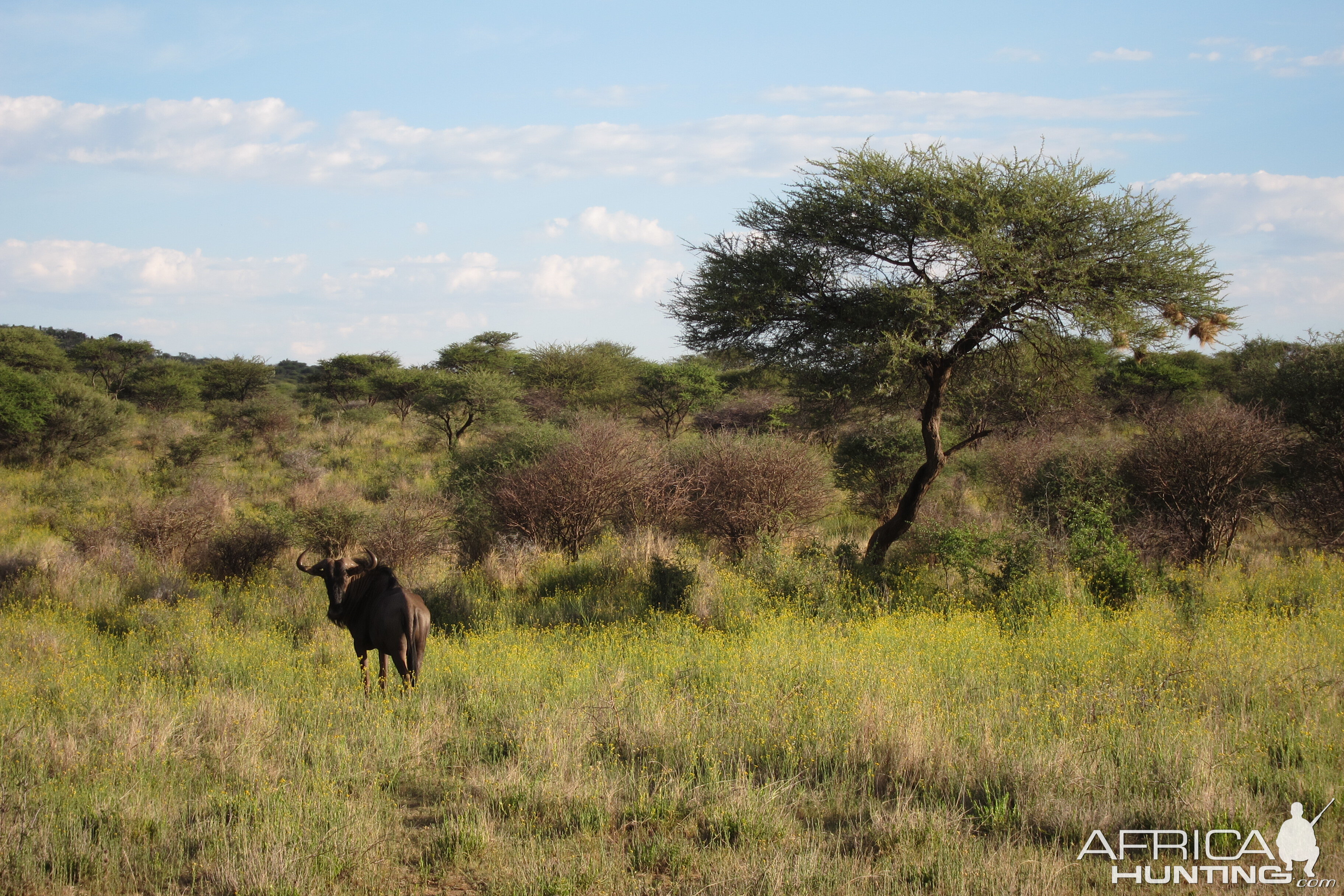 Blue Wildebeest Namibia