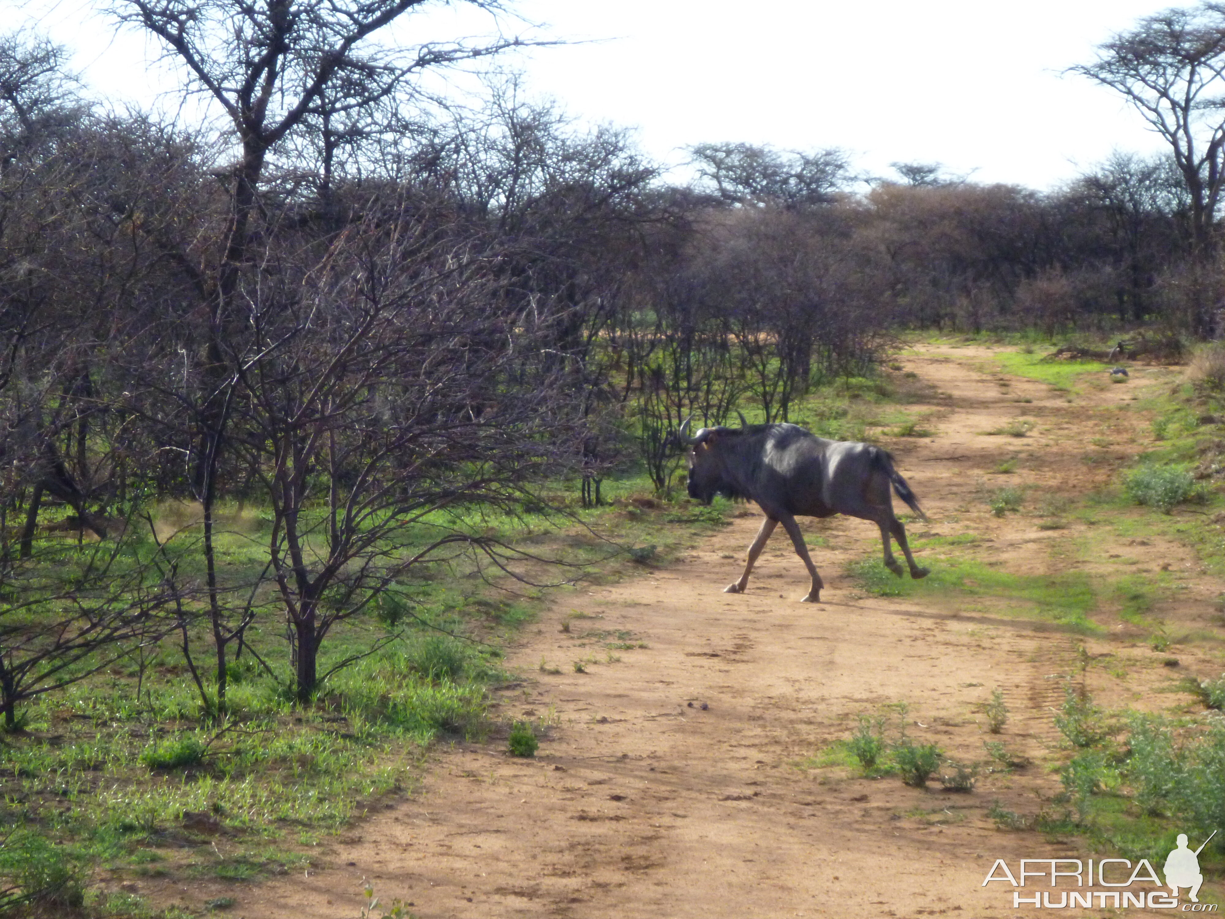 Blue Wildebeest Namibia