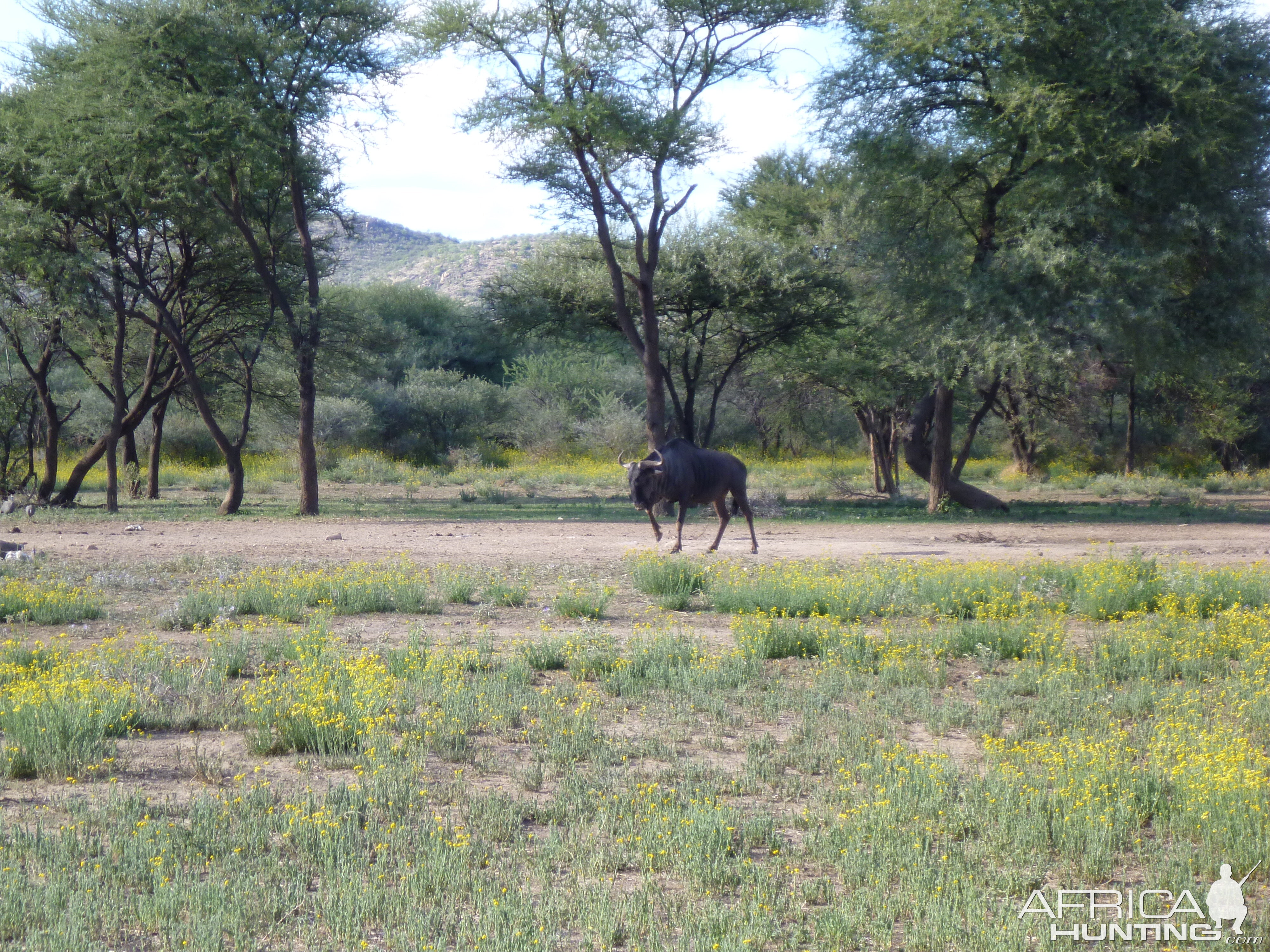 Blue Wildebeest Namibia