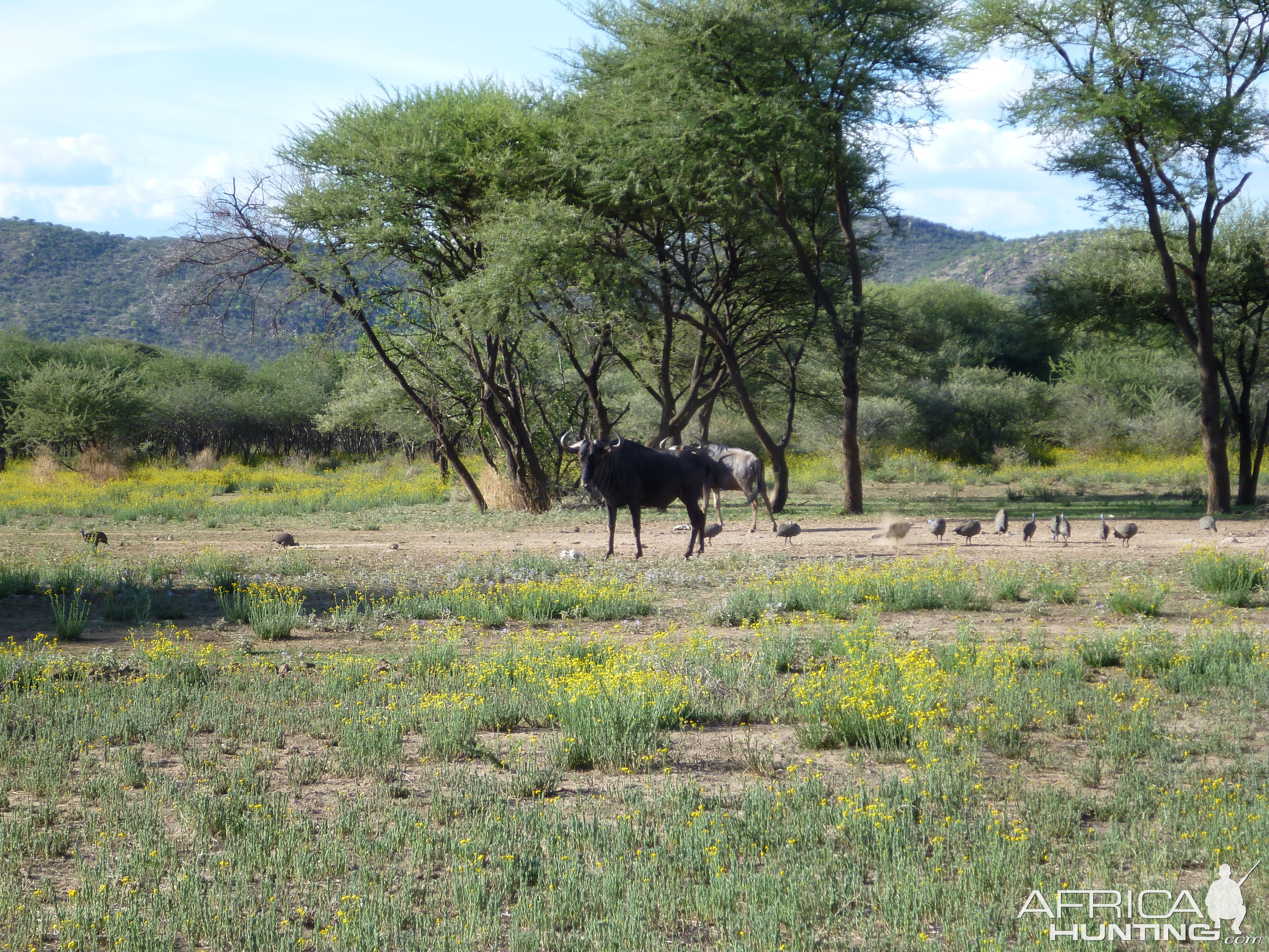 Blue Wildebeest Namibia