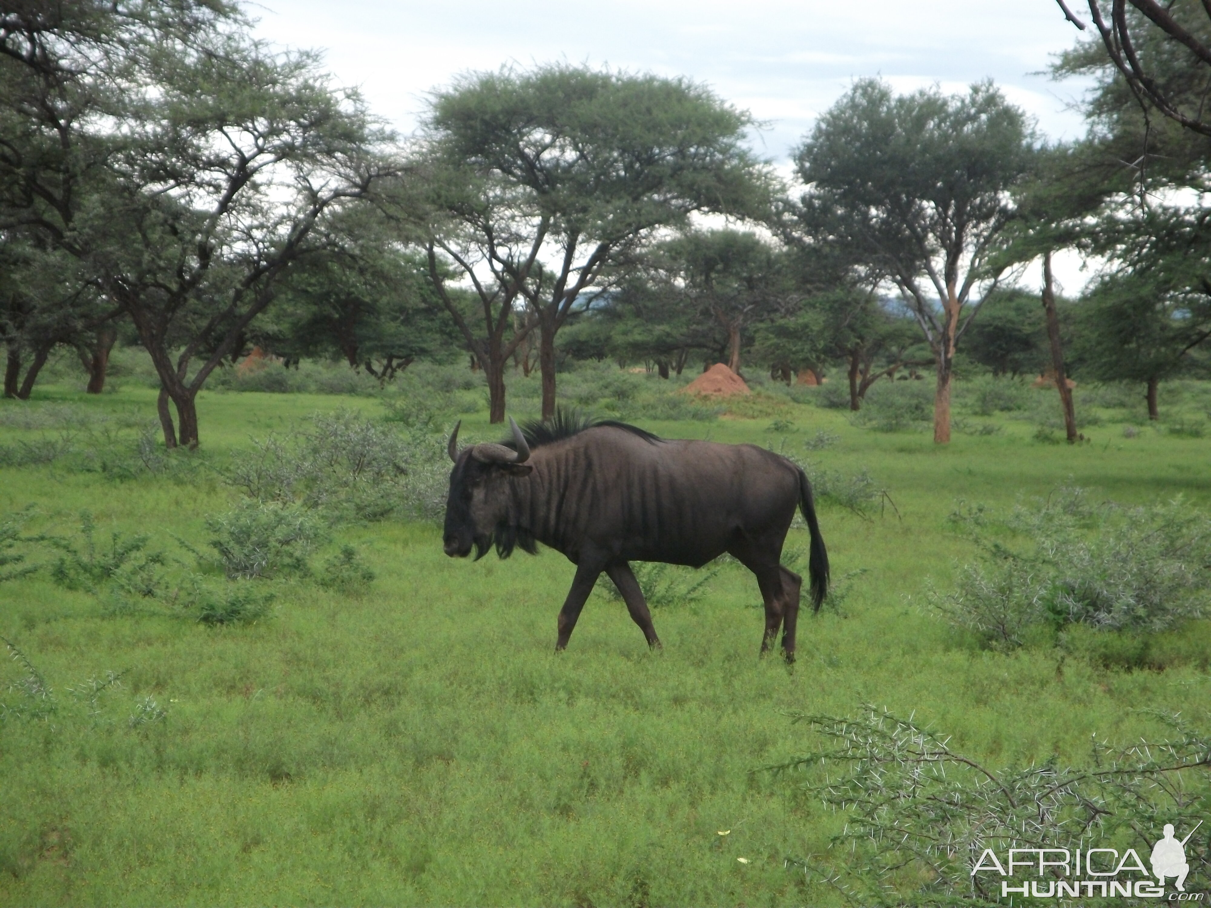 Blue Wildebeest Namibia