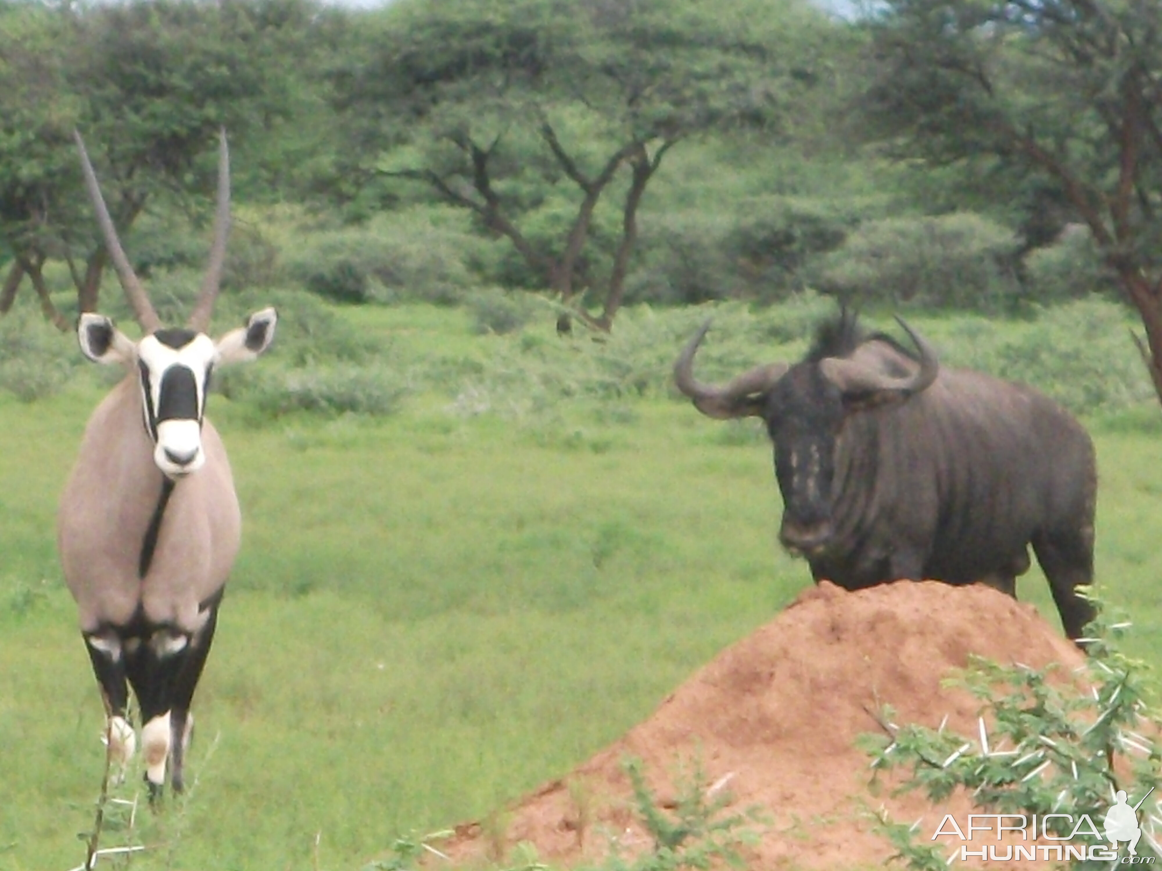 Blue Wildebeest Namibia