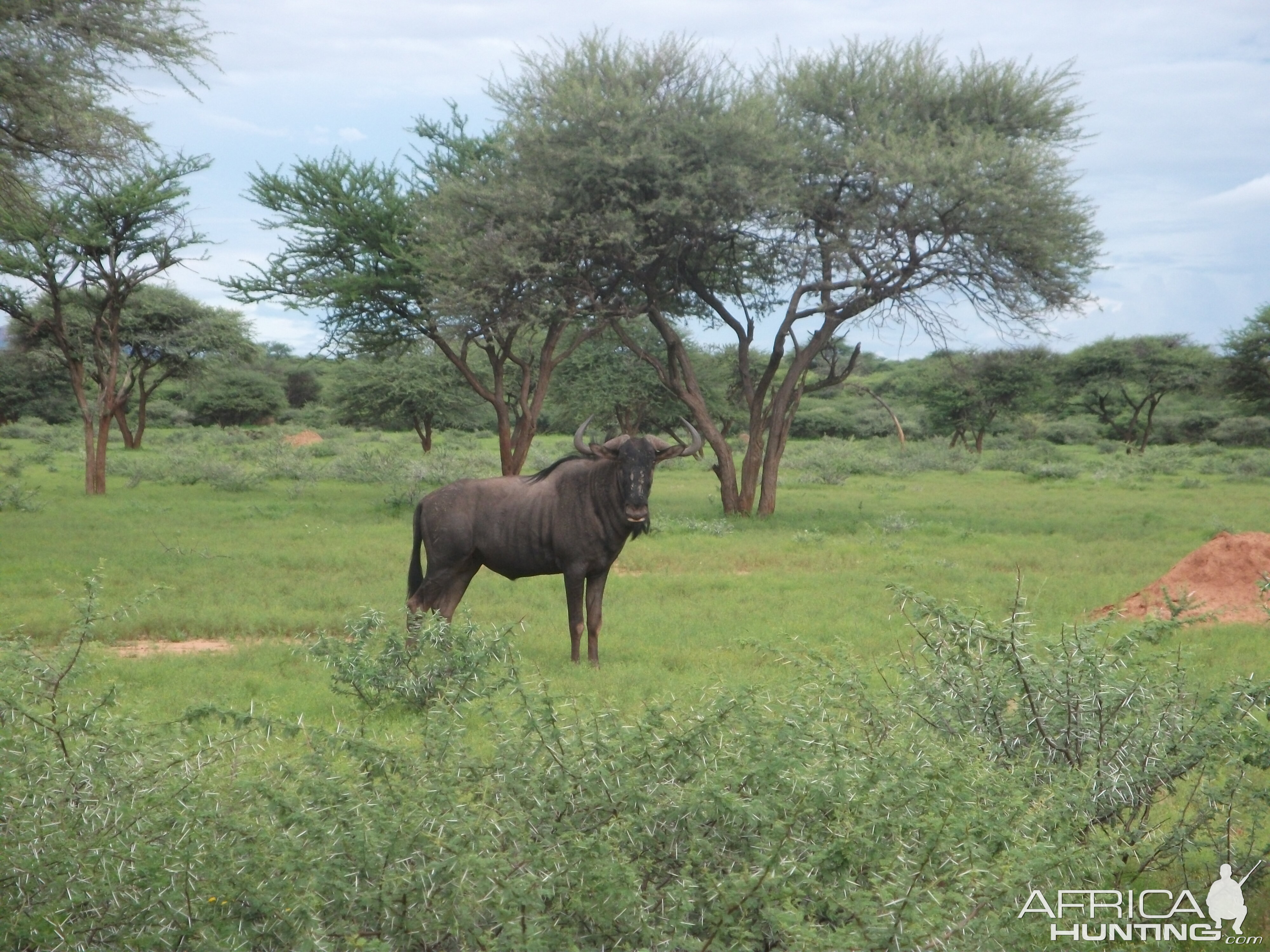 Blue Wildebeest Namibia