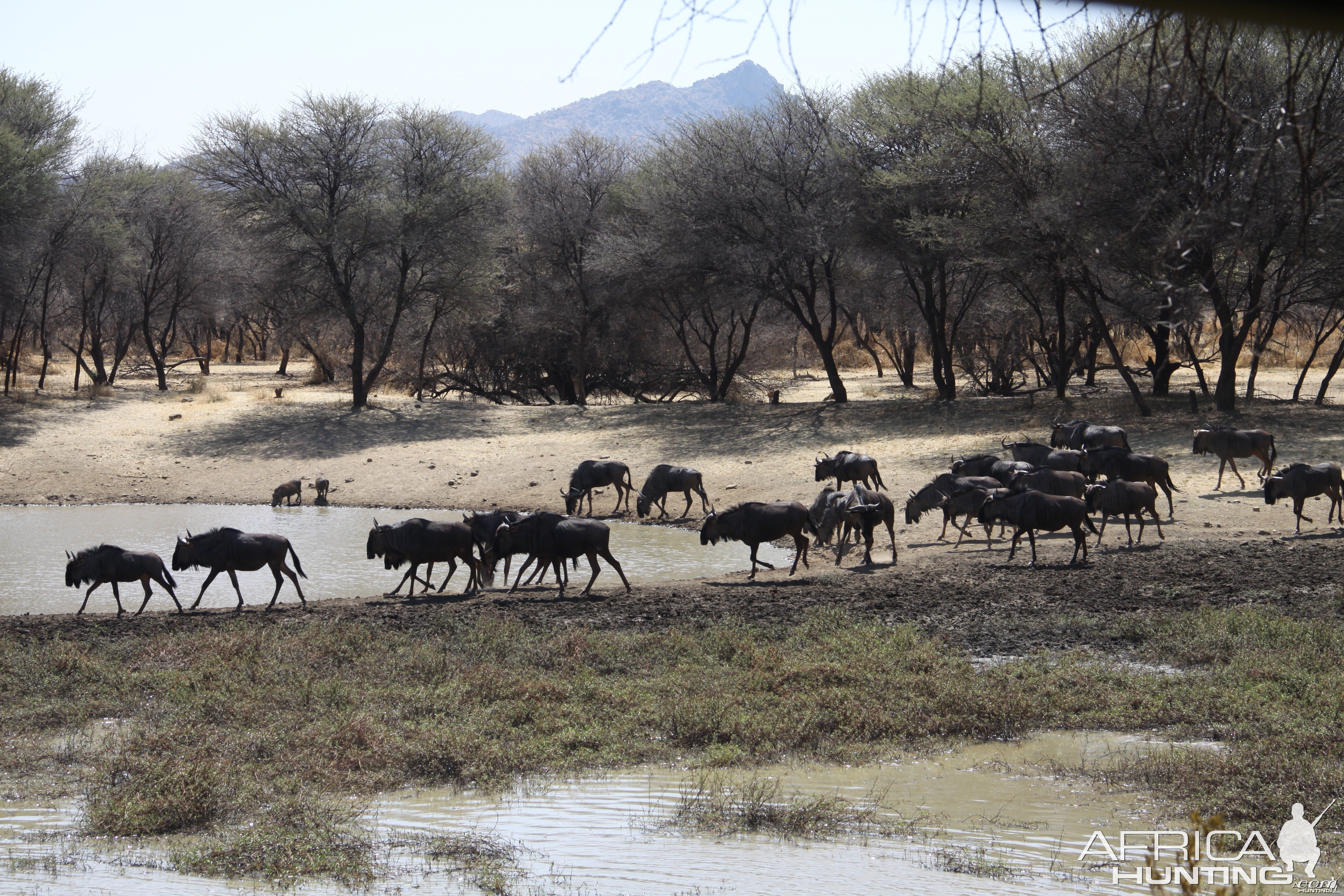 Blue Wildebeest Namibia