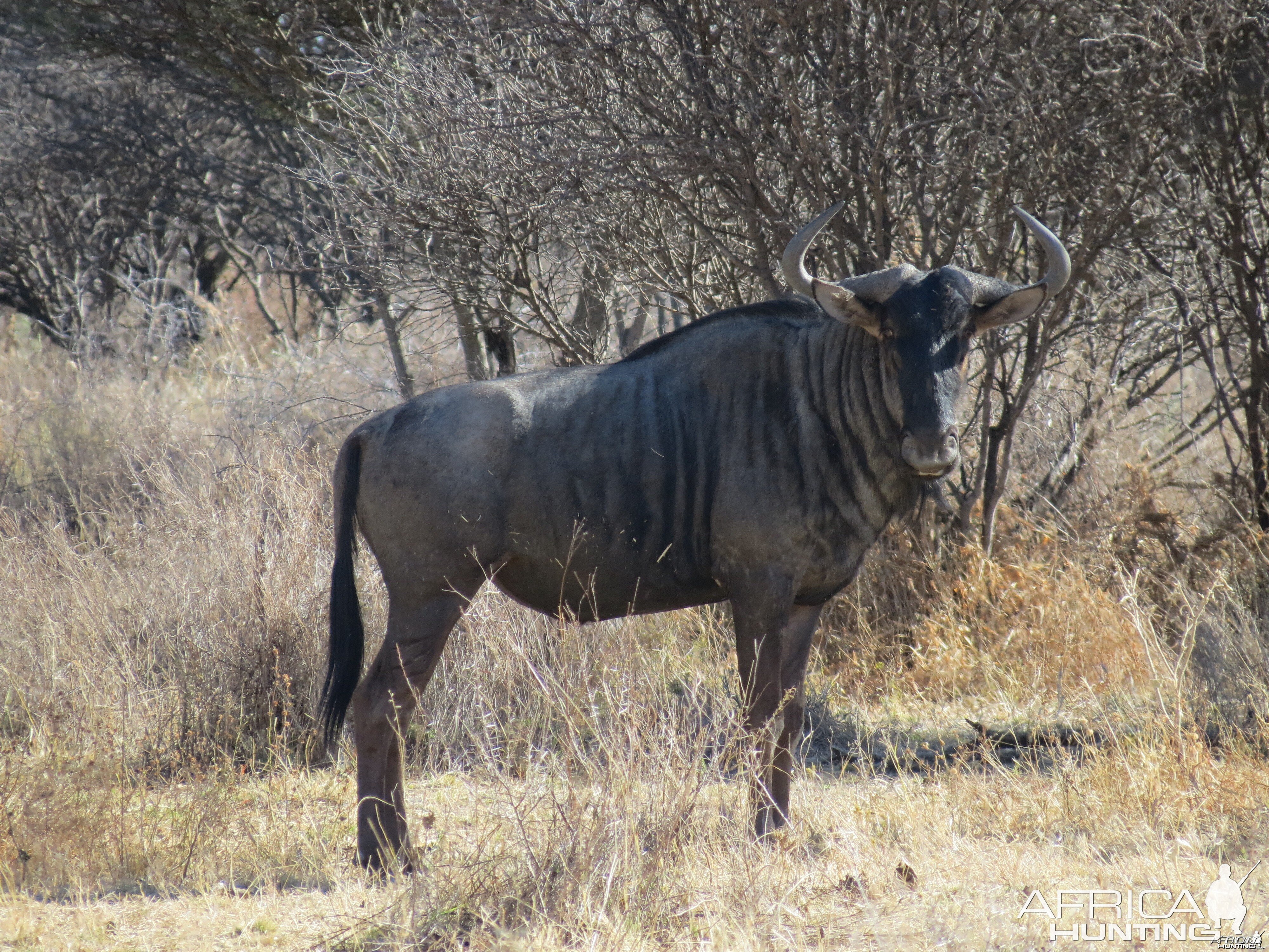 Blue Wildebeest Namibia