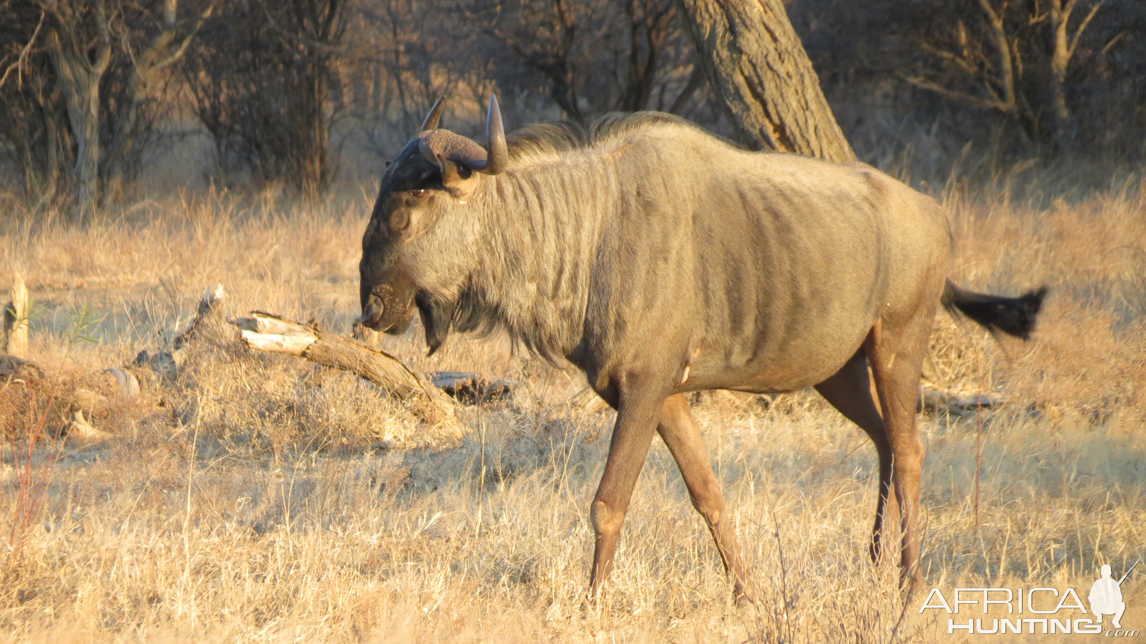 Blue Wildebeest Namibia