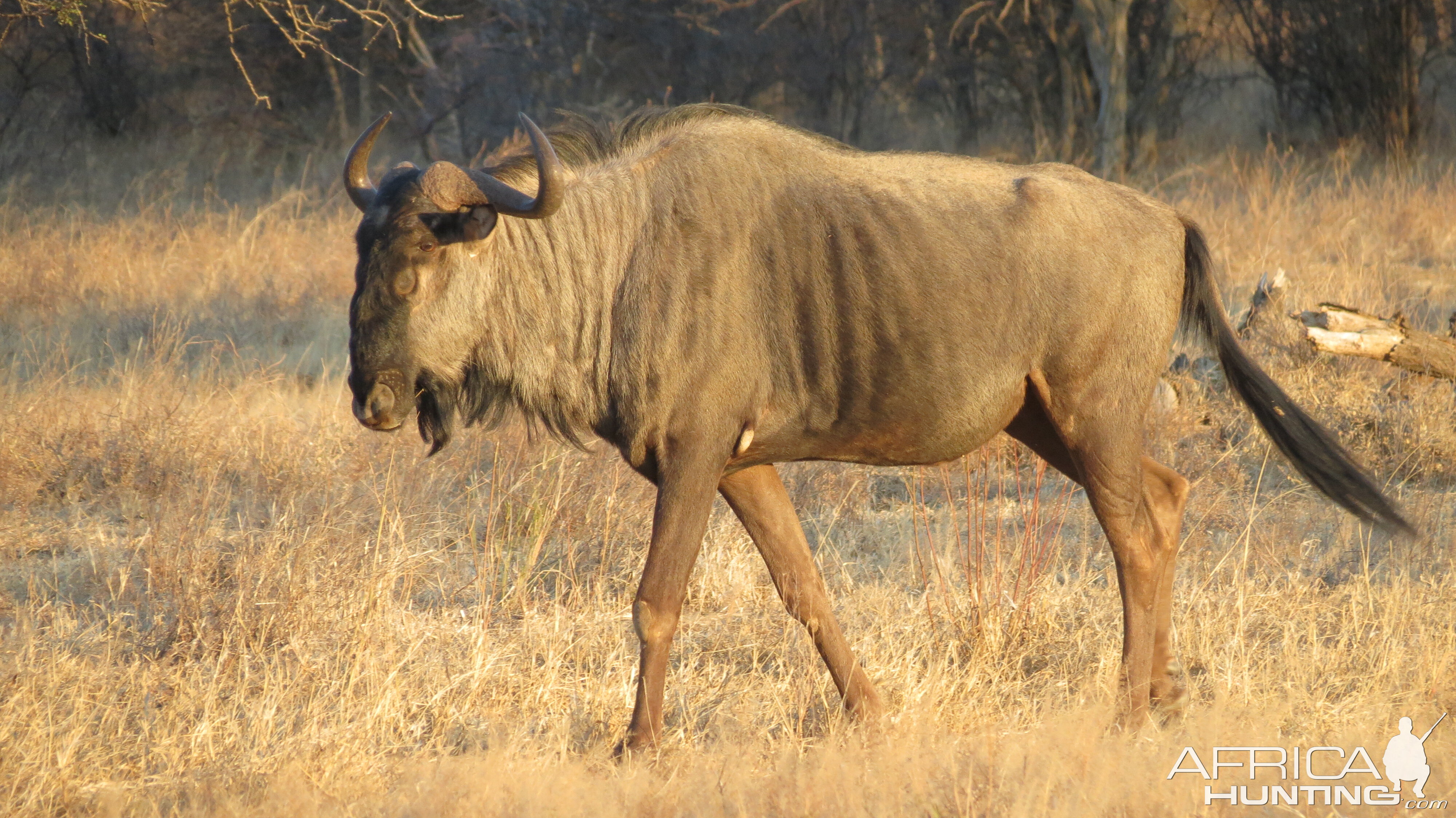 Blue Wildebeest Namibia