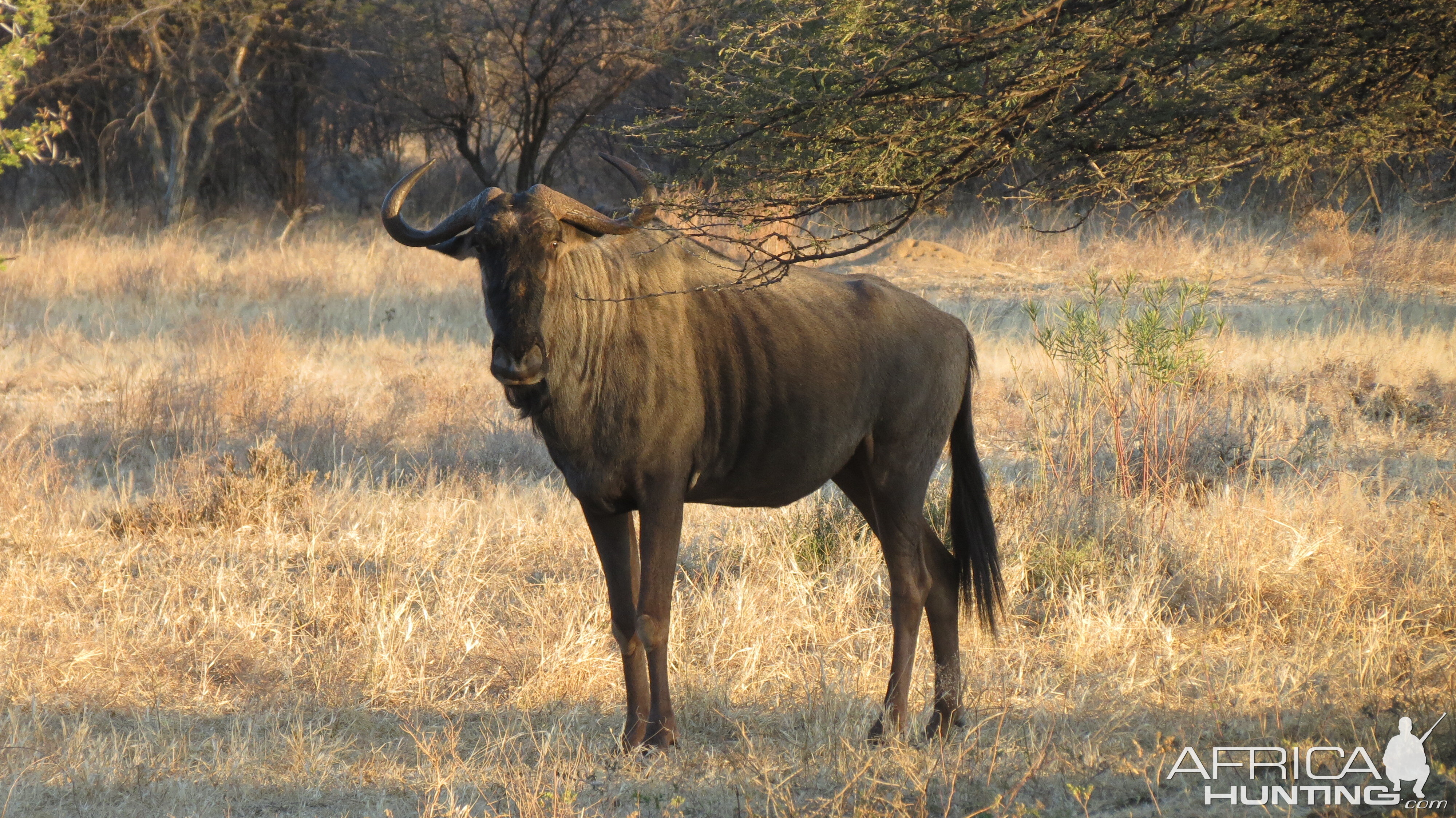 Blue Wildebeest Namibia