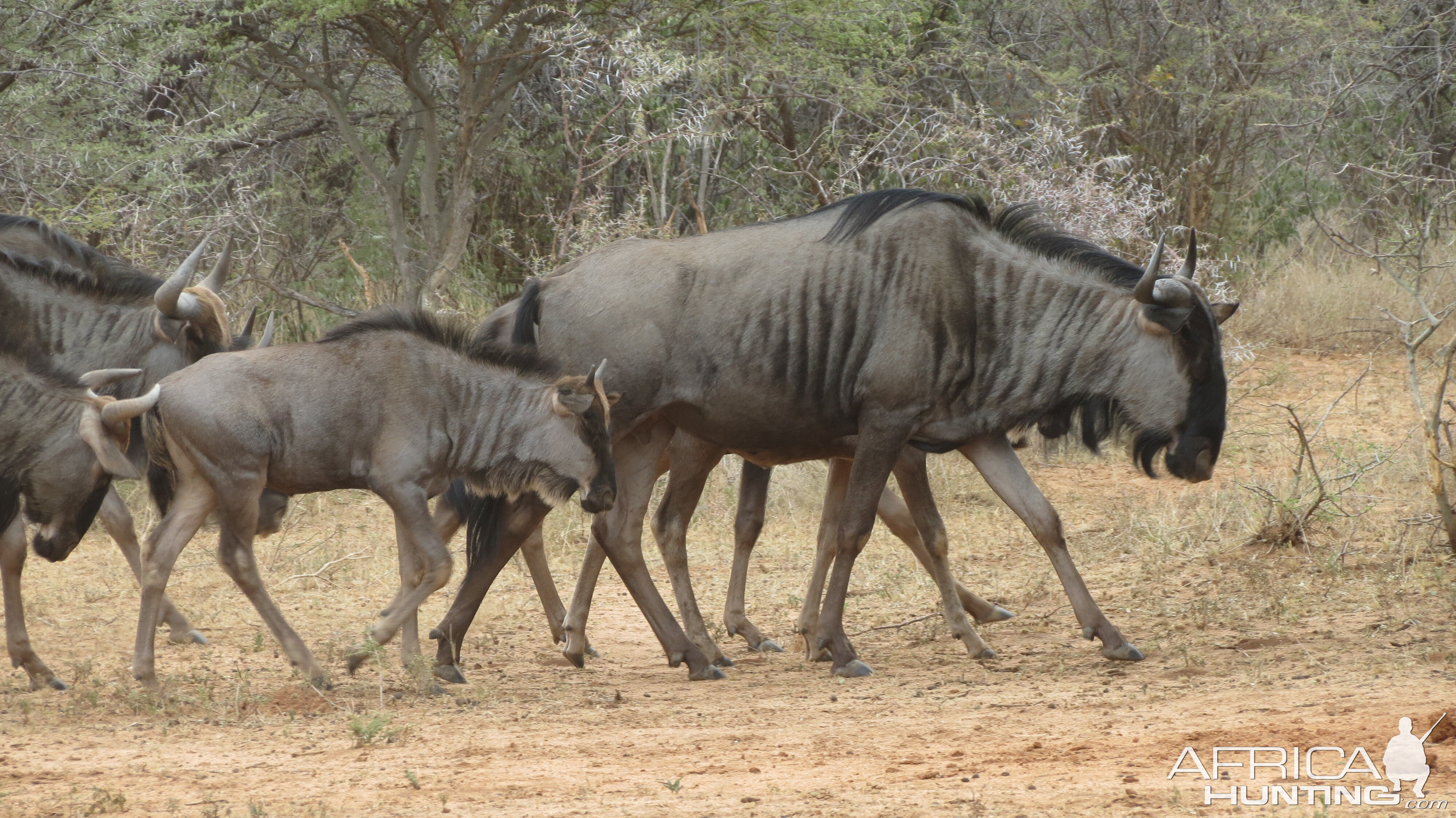 Blue Wildebeest Namibia