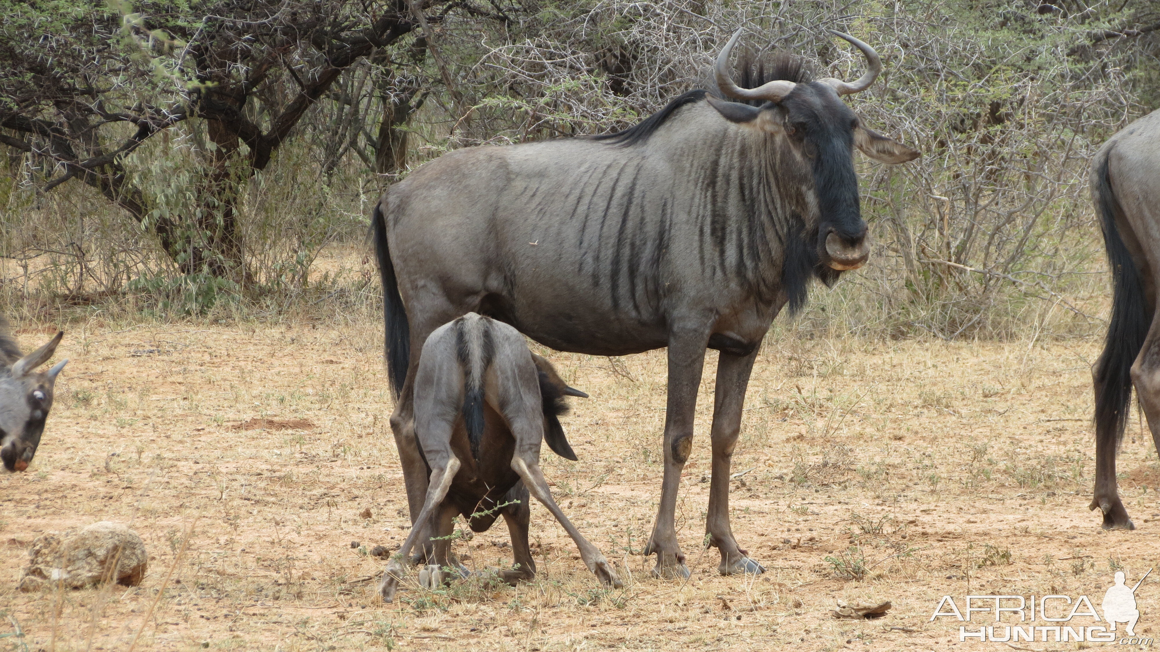 Blue Wildebeest Namibia