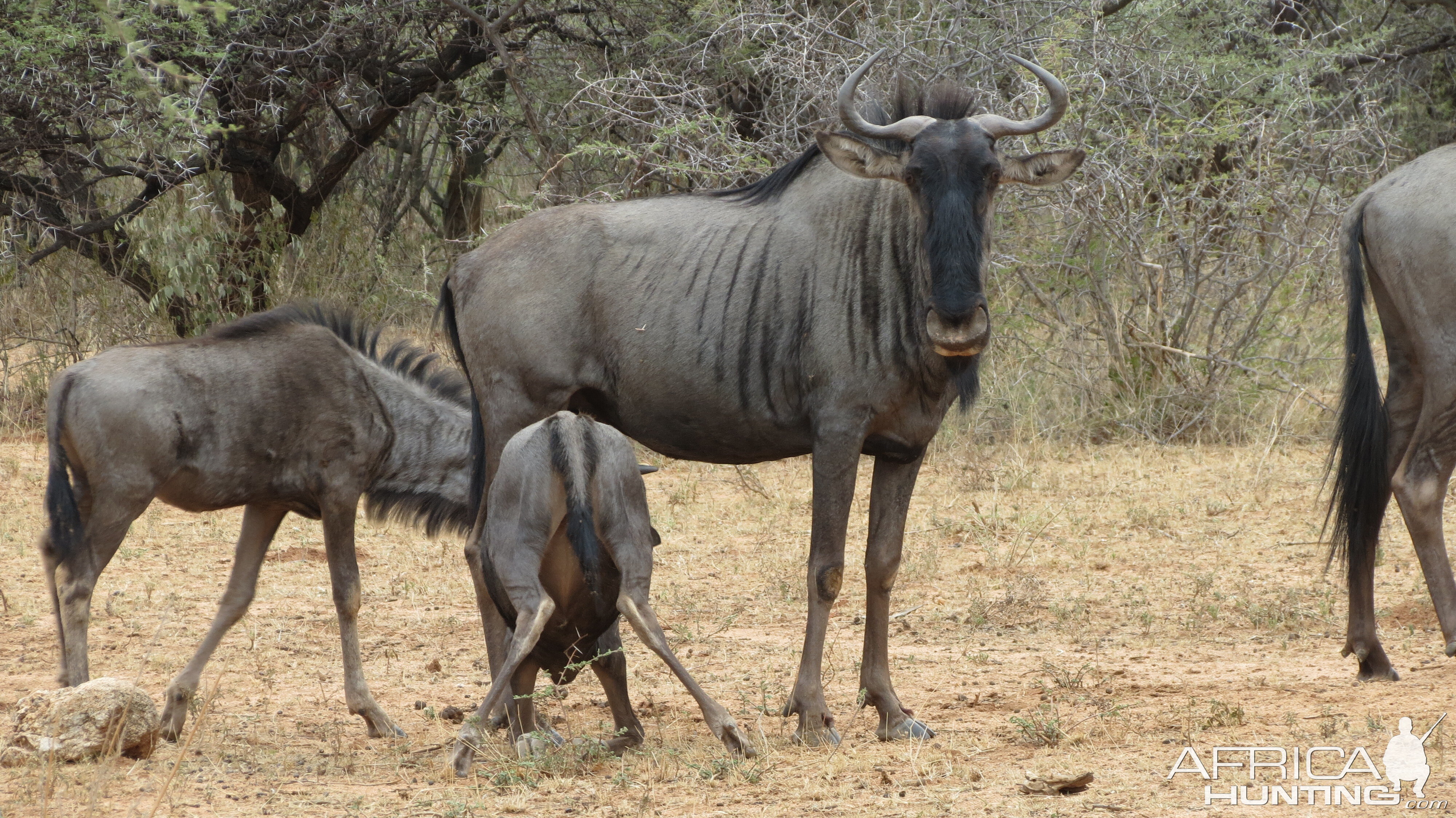 Blue Wildebeest Namibia