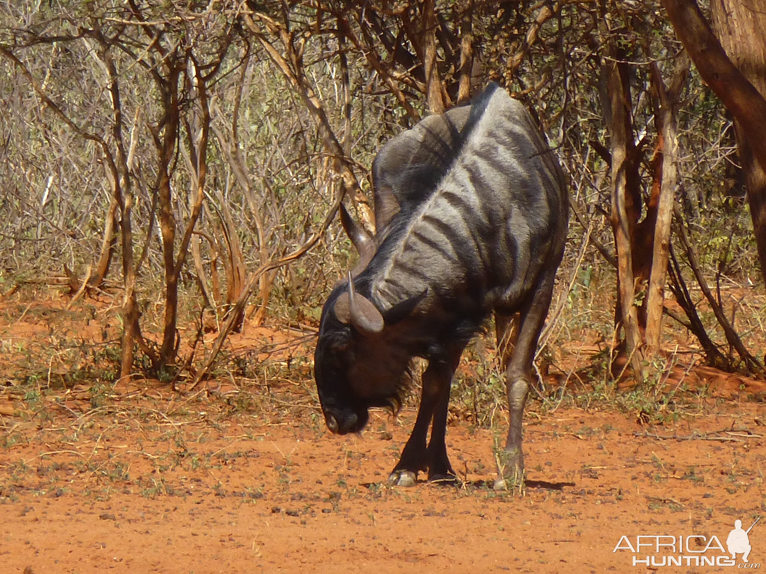 Blue Wildebeest Namibia