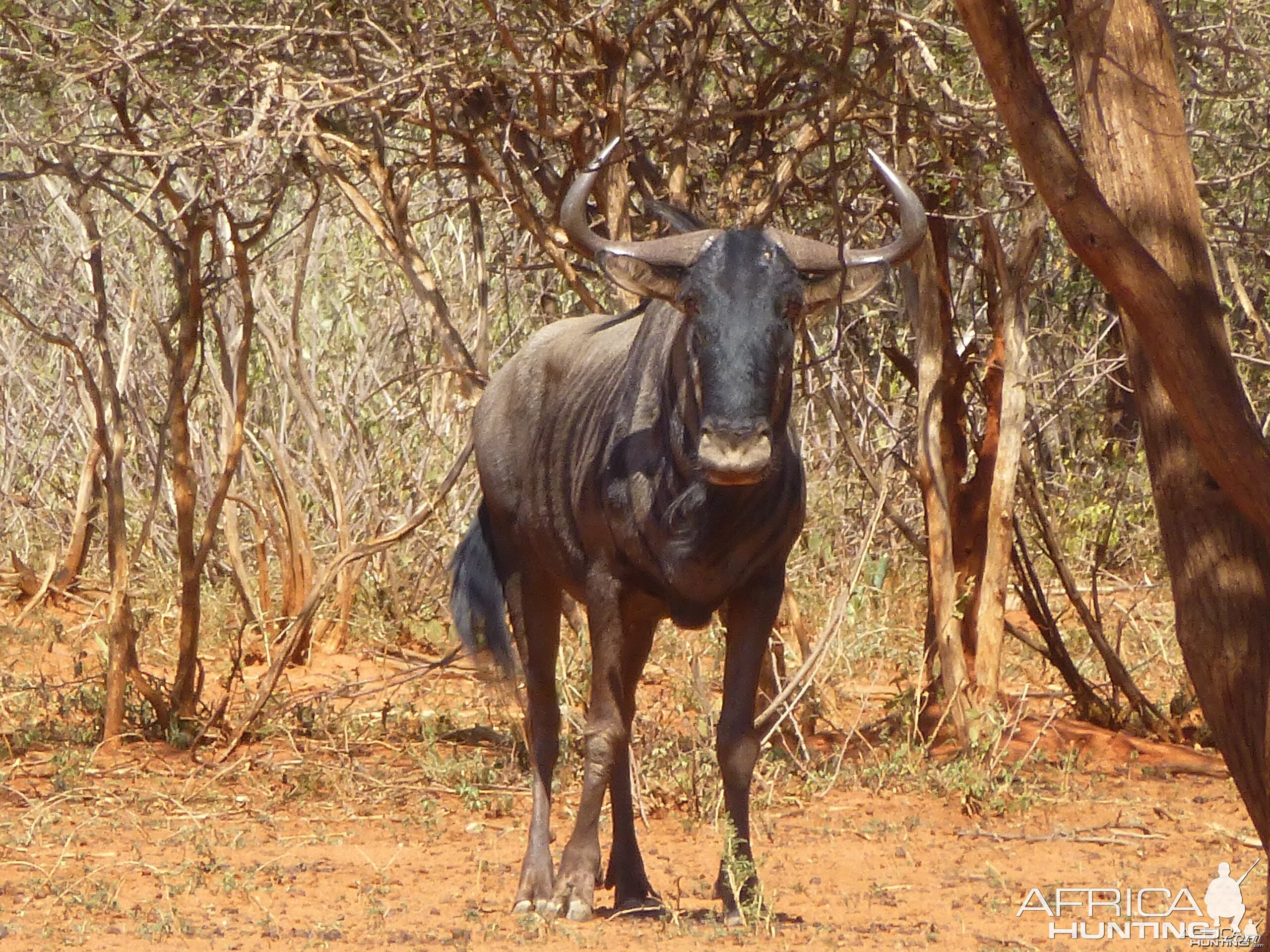 Blue Wildebeest Namibia