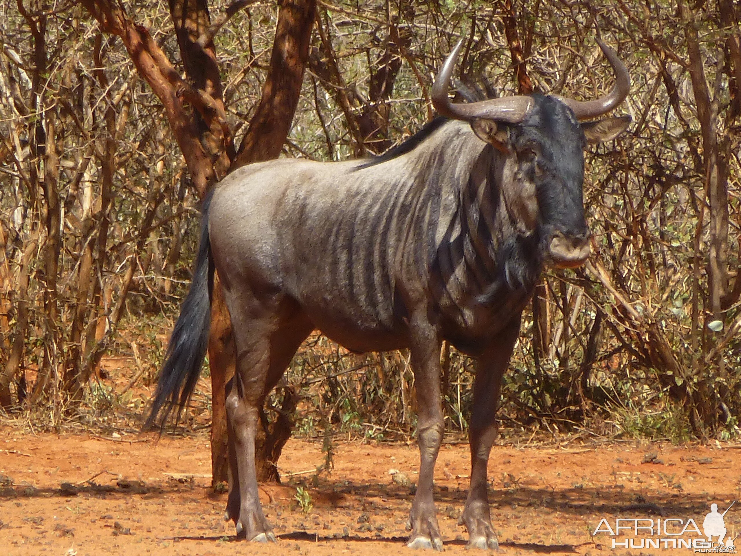 Blue Wildebeest Namibia