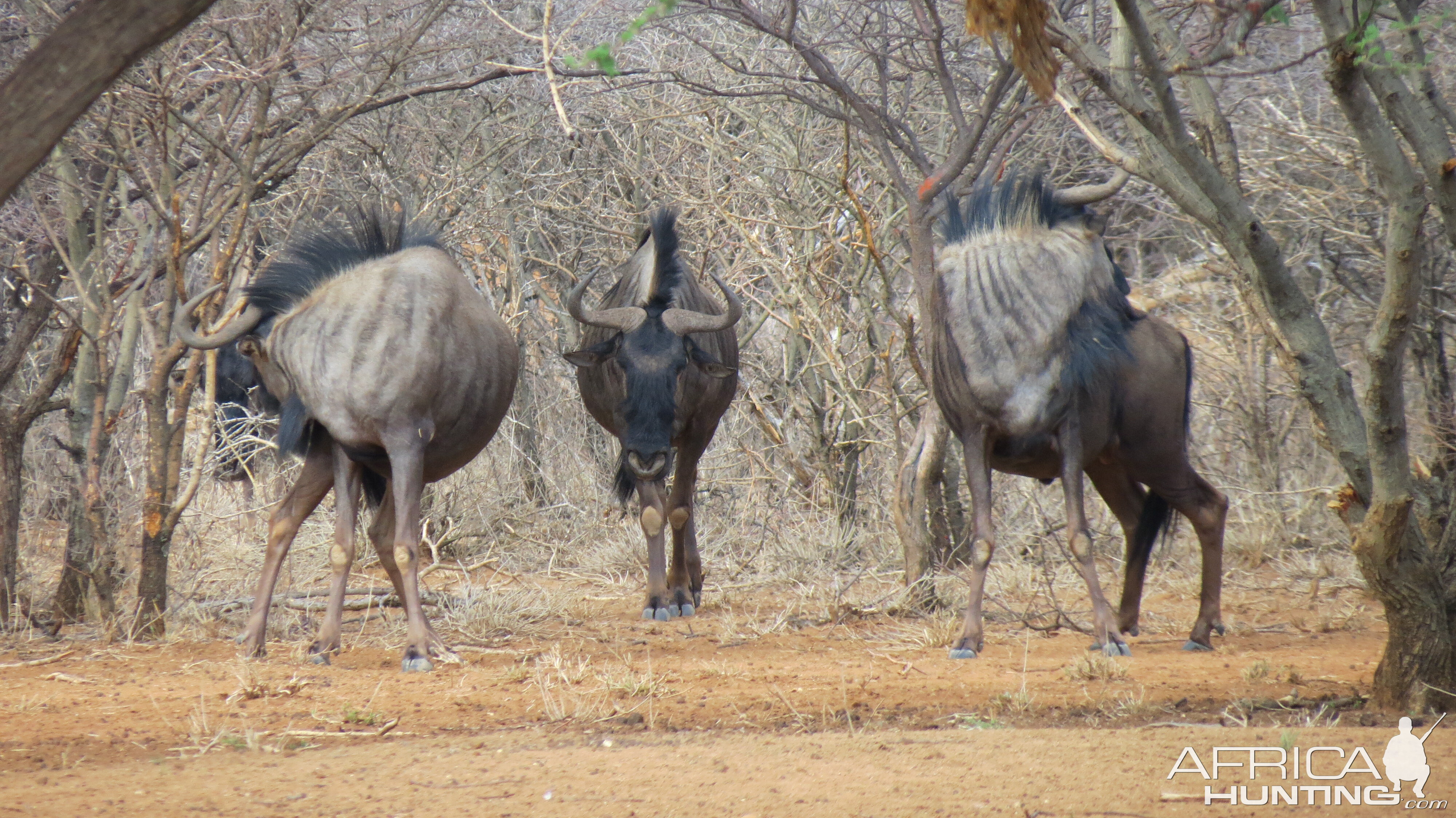 Blue Wildebeest Namibia