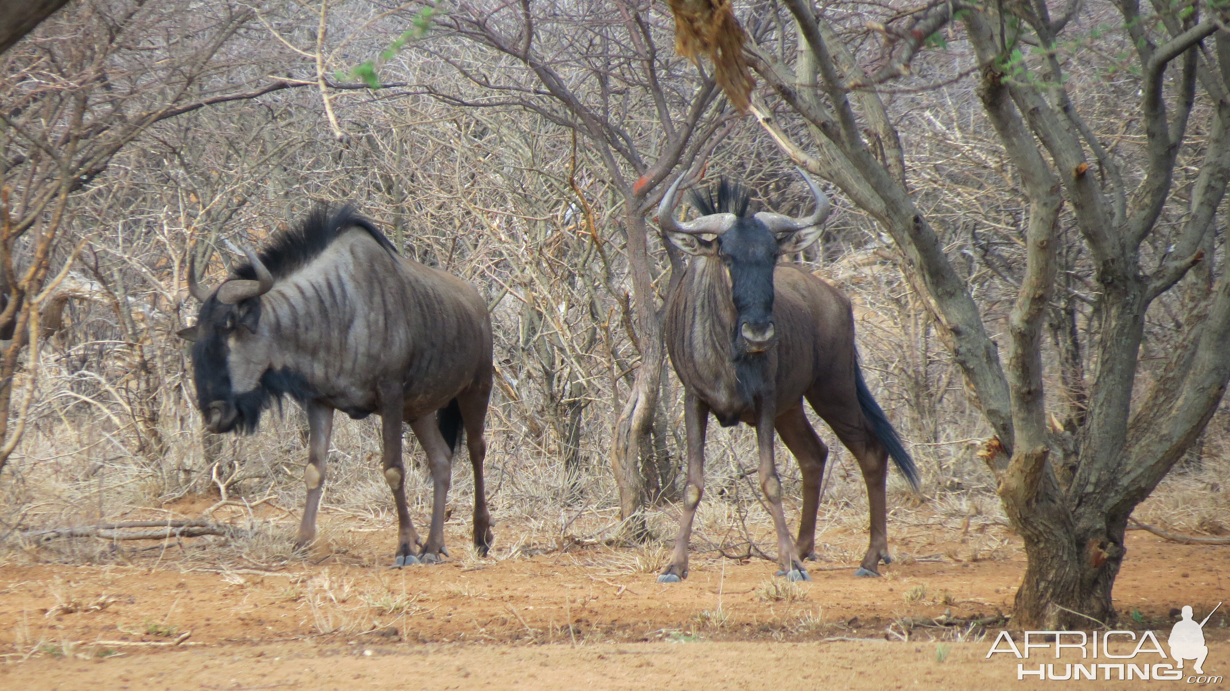 Blue Wildebeest Namibia