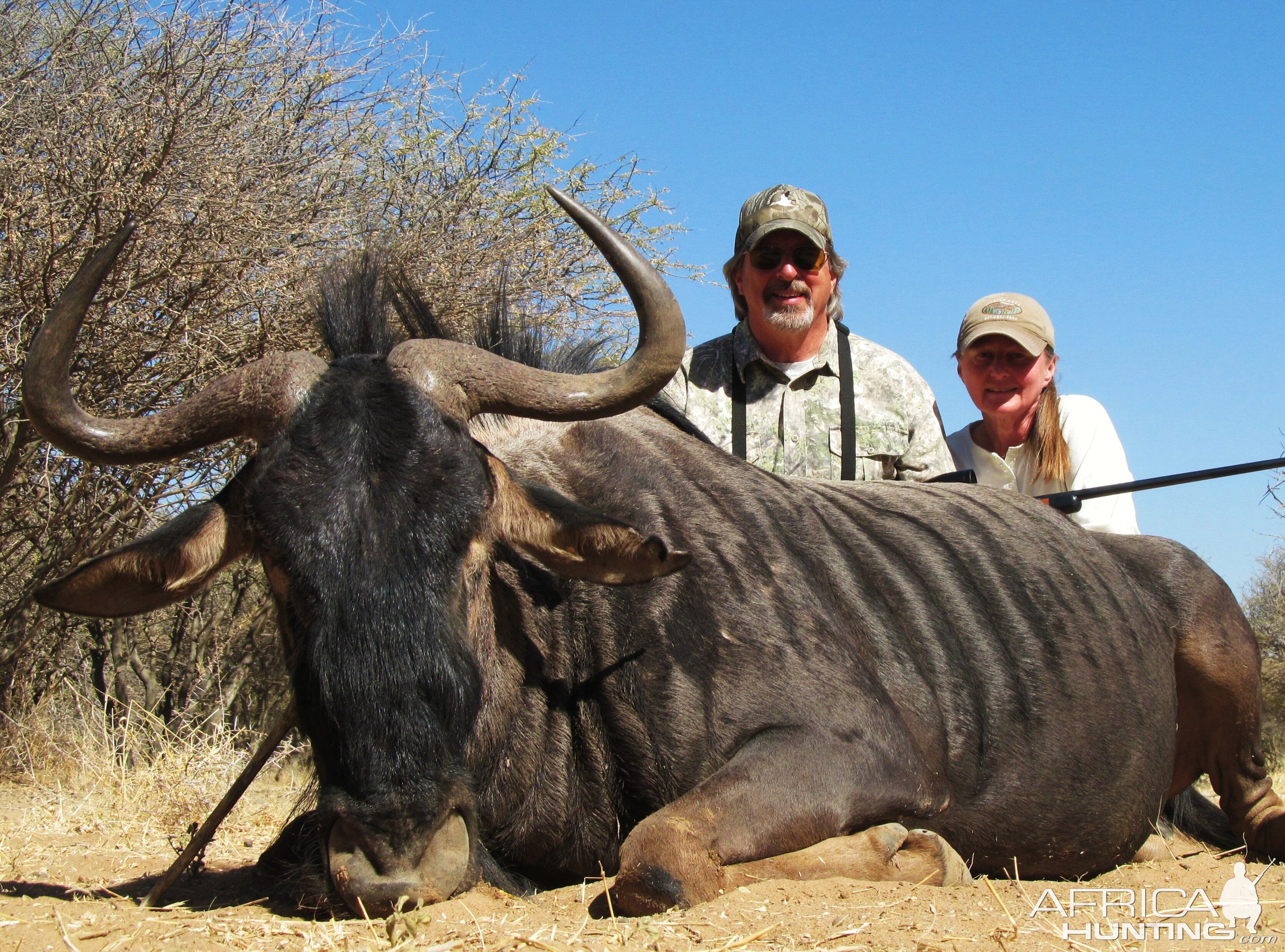 Blue Wildebeest Namibia