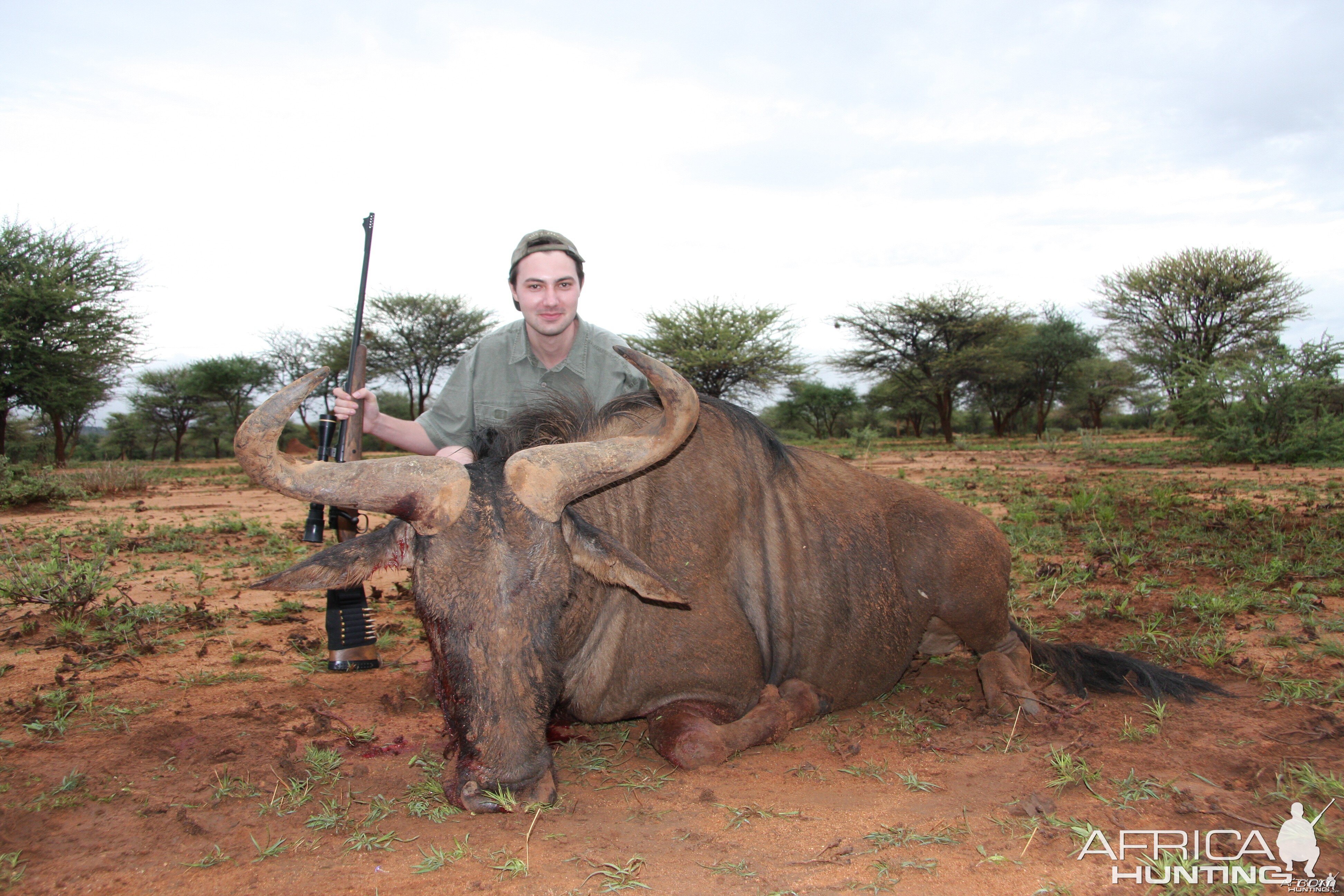 Blue Wildebeest Namibia