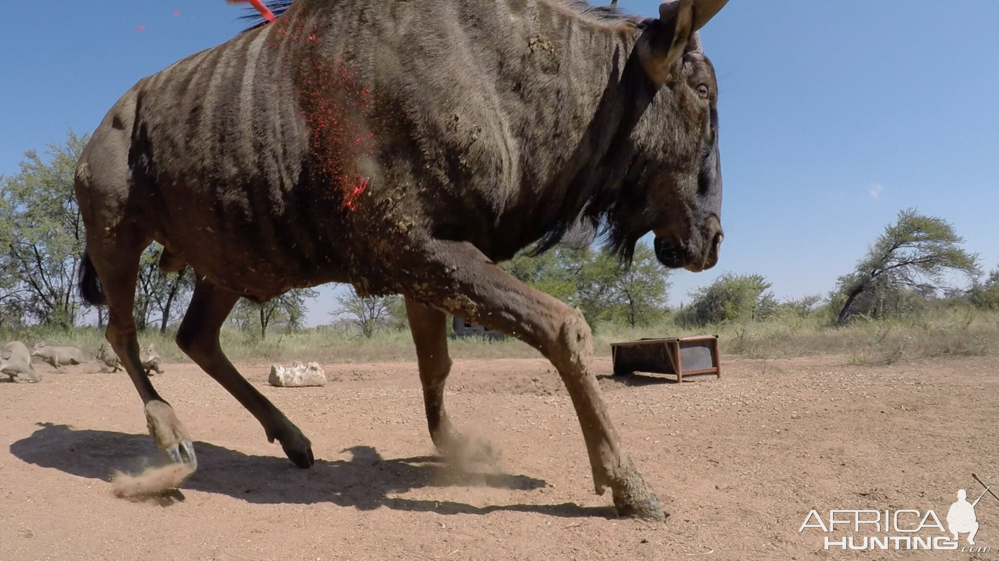 Blue Wildebeest Reverse GoPro angle bow shots