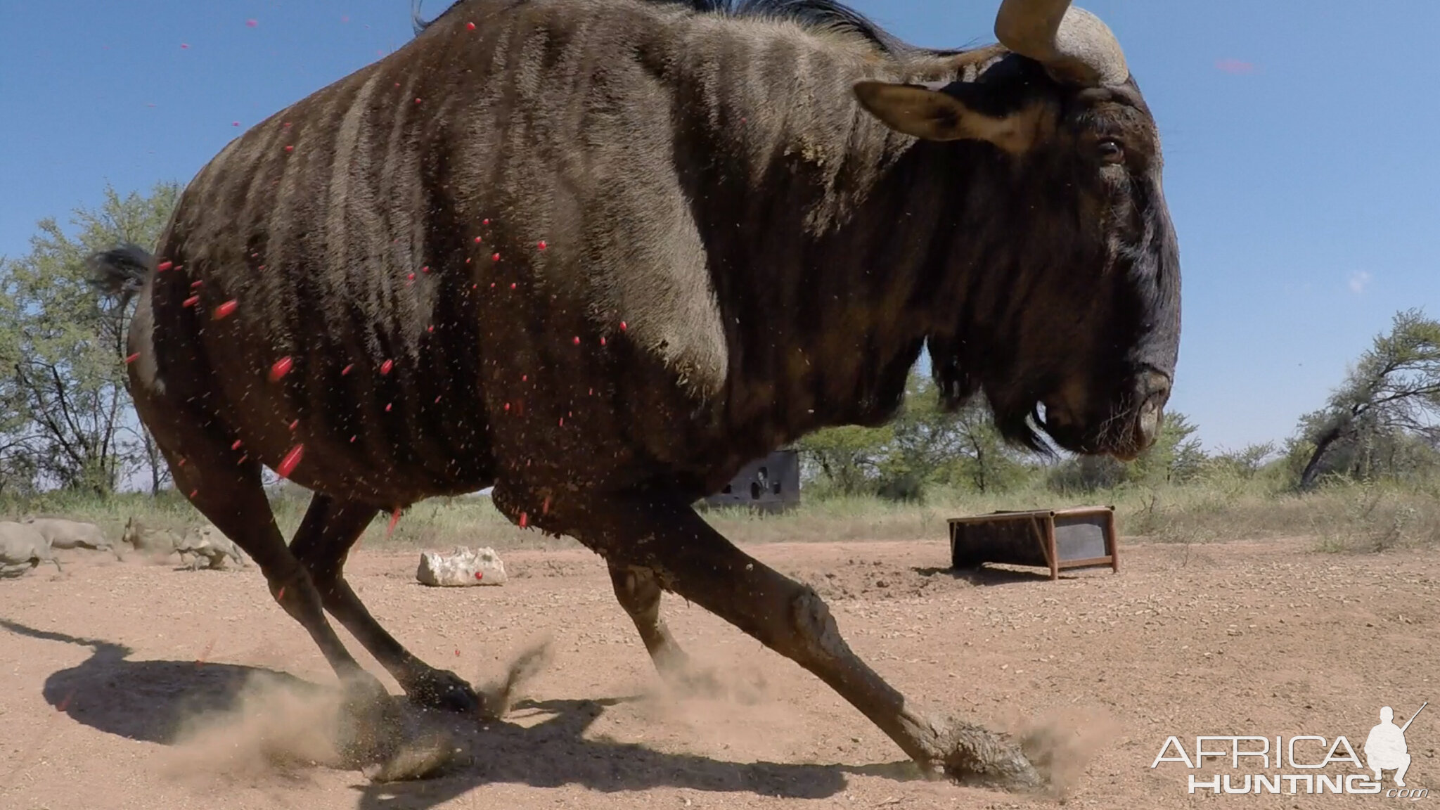 Blue Wildebeest Reverse GoPro angle bow shots