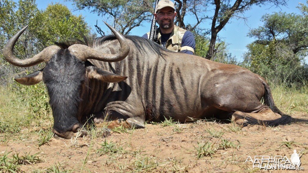 Blue Wildebeest RSA Limpopo 2014