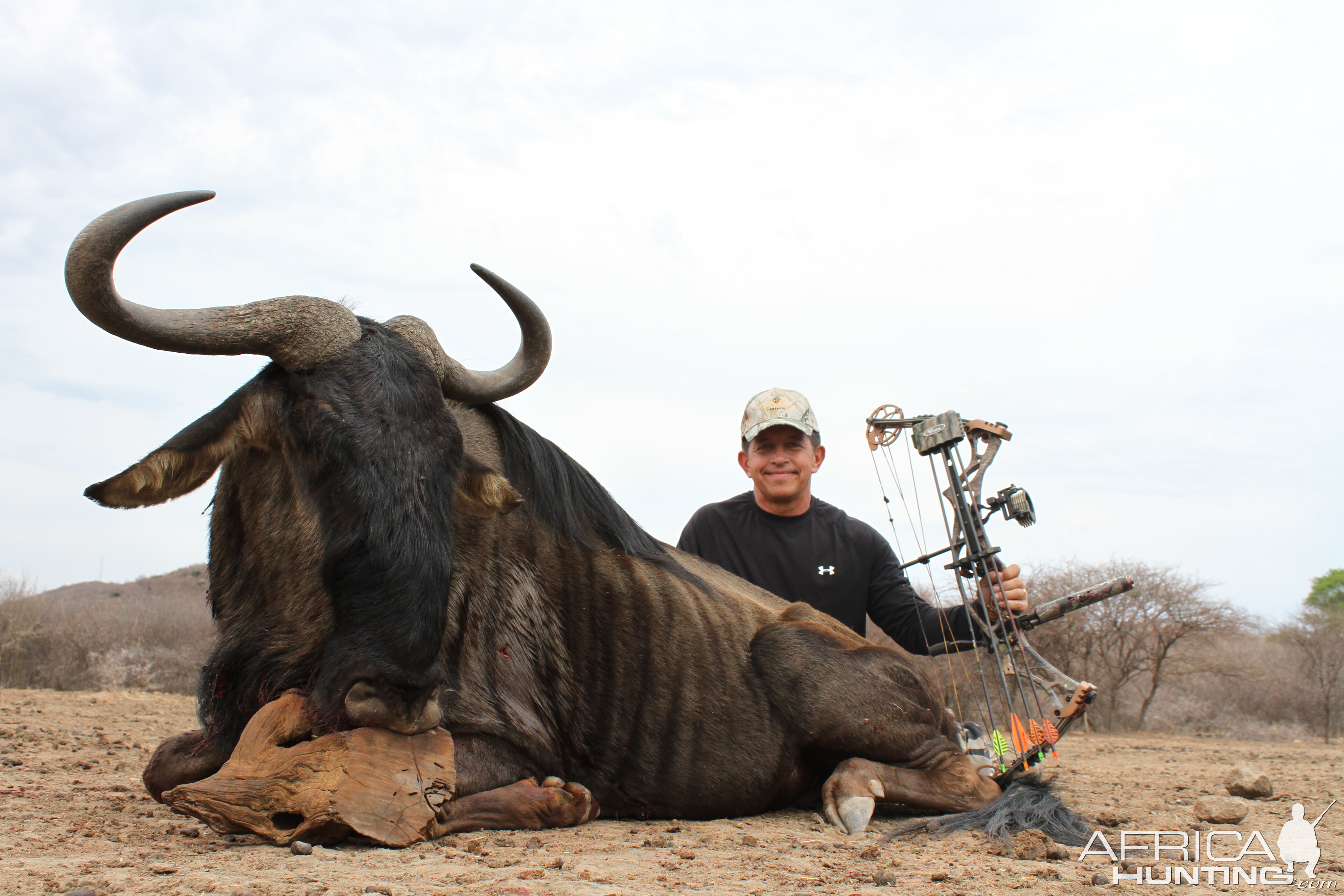 Blue Wildebeest SCI Gold 80 3/8 Bow