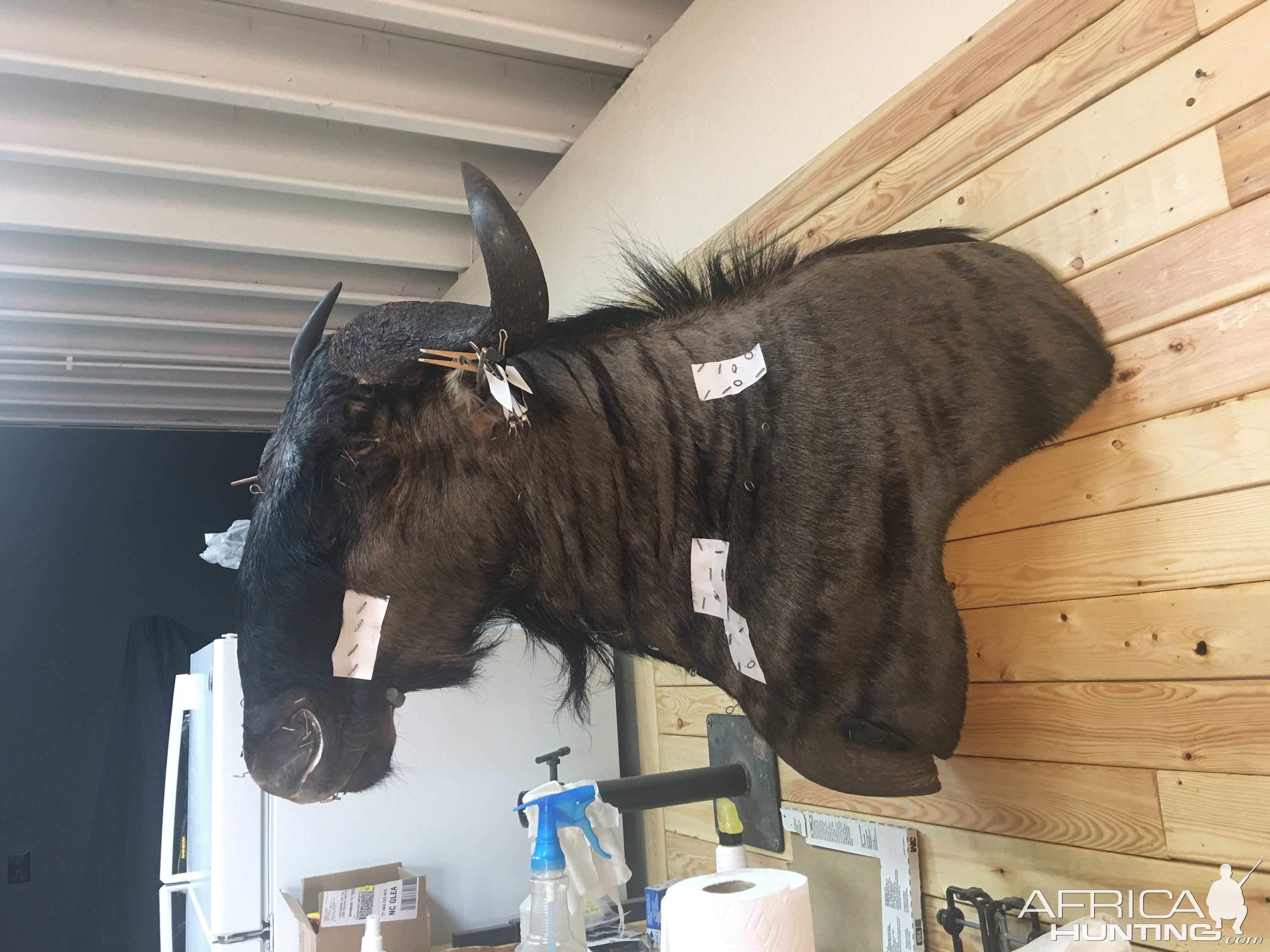 Blue WIldebeest Shoulder Mount Pedestal Taxidermy Process