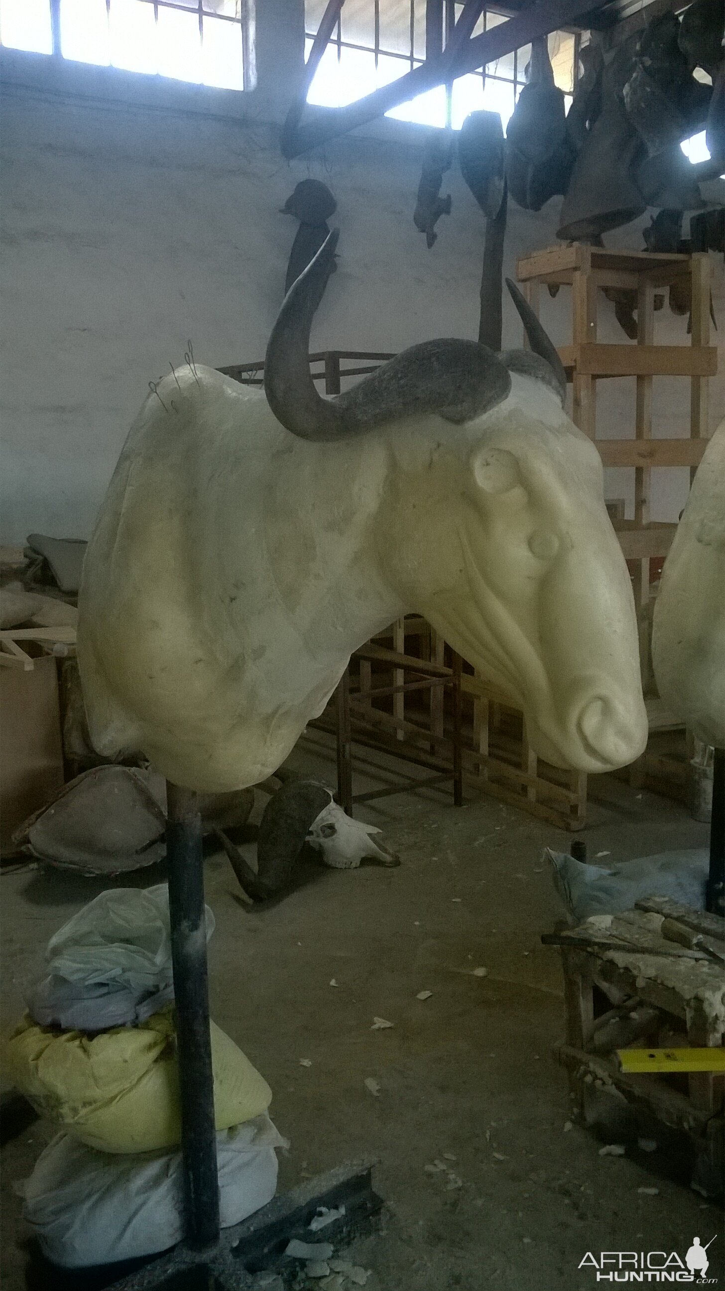 Blue Wildebeest Shoulder Mount Taxidermy Process