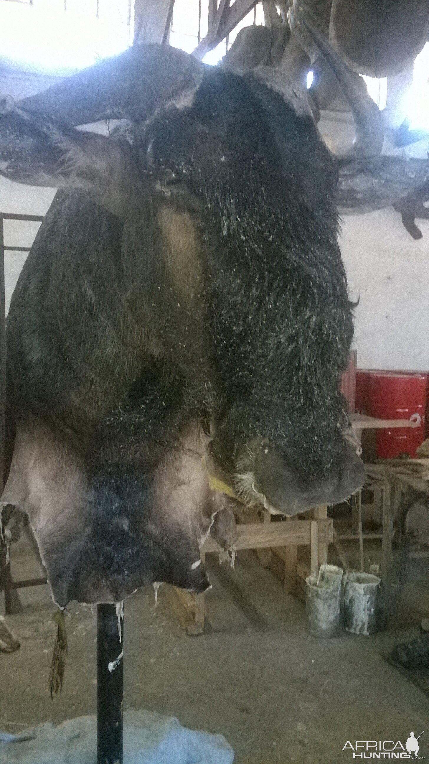 Blue Wildebeest Shoulder Mount Taxidermy Process