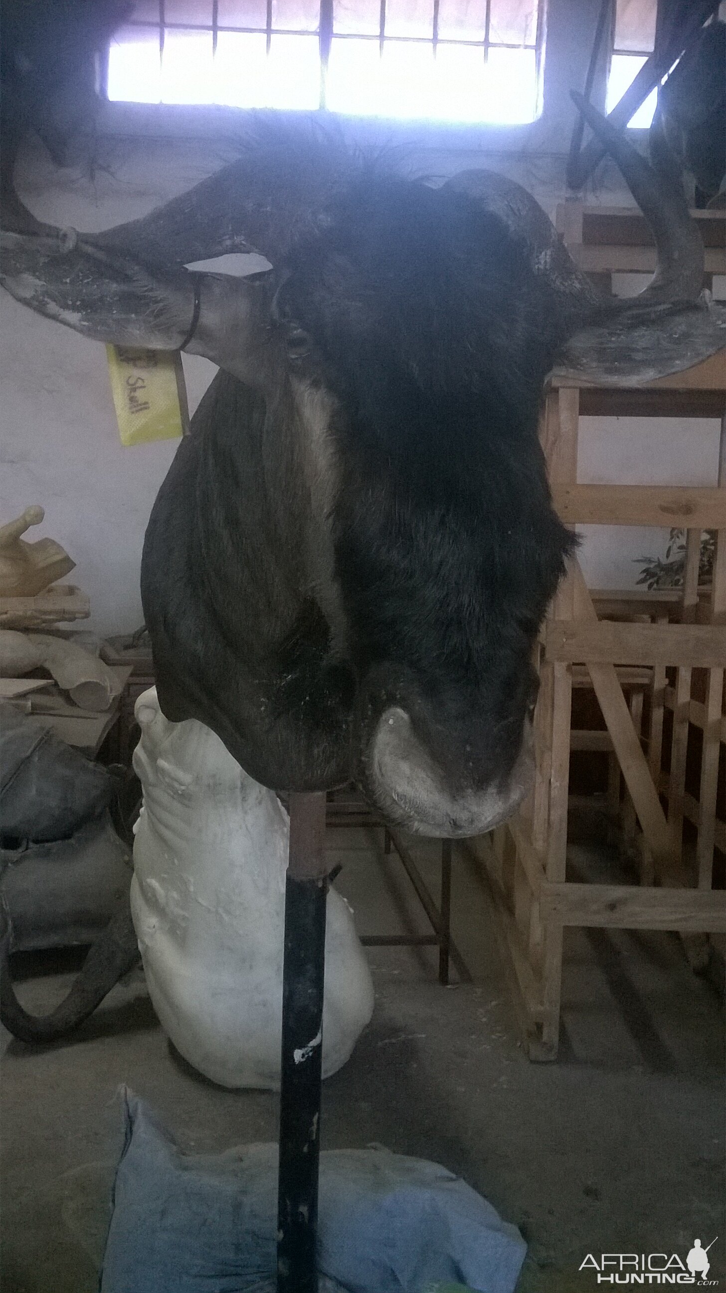 Blue Wildebeest Shoulder Mount Taxidermy Process