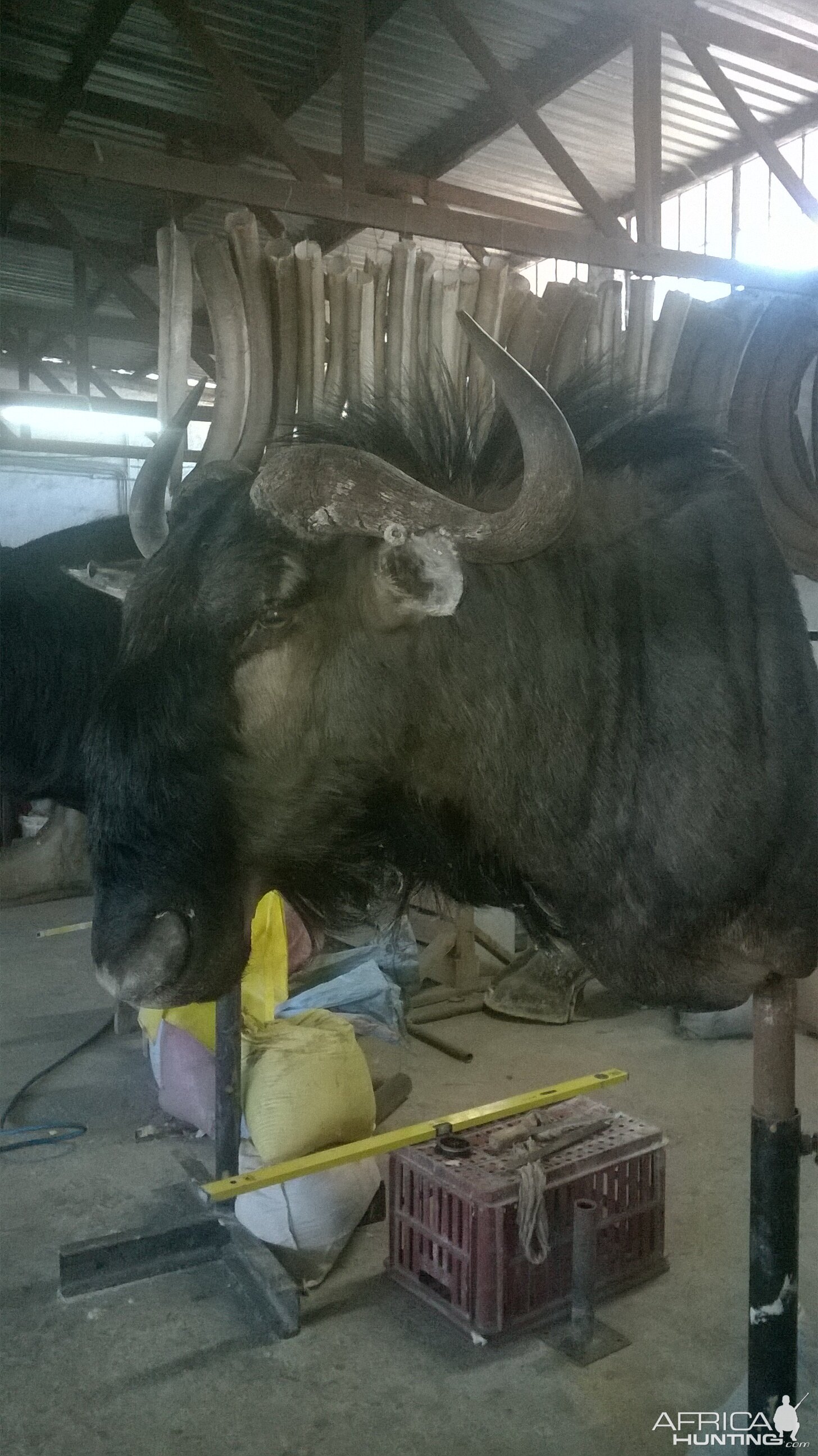 Blue Wildebeest Shoulder Mount Taxidermy Process