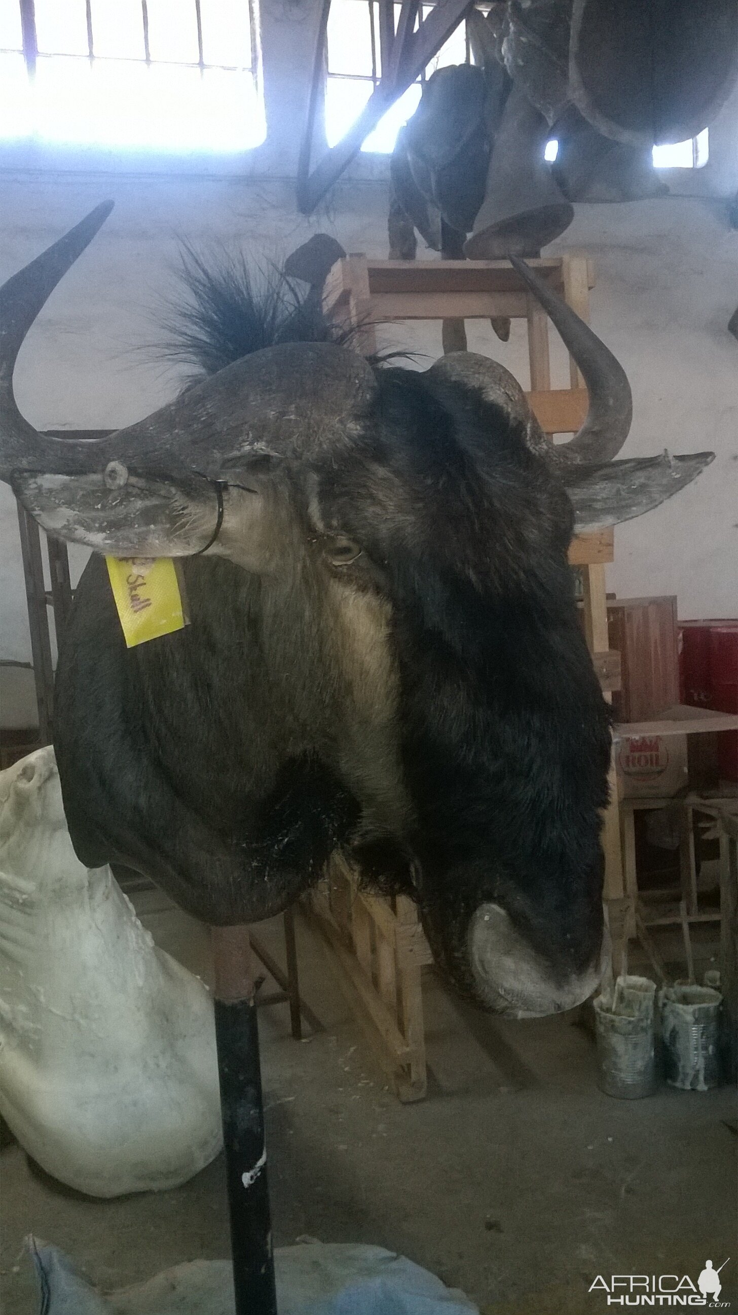 Blue Wildebeest Shoulder Mount Taxidermy Process