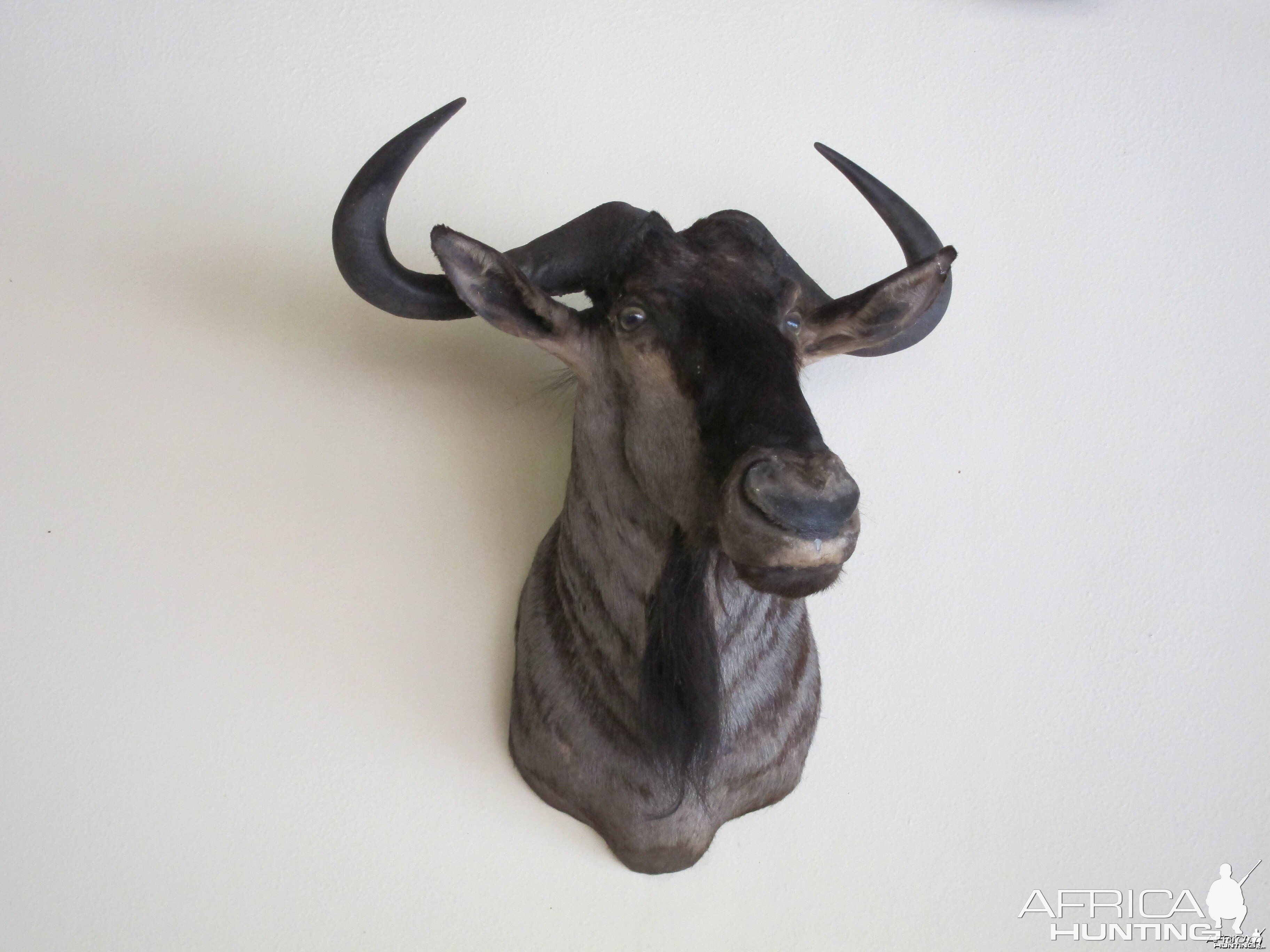 Blue Wildebeest Shoulder Mount taxidermy