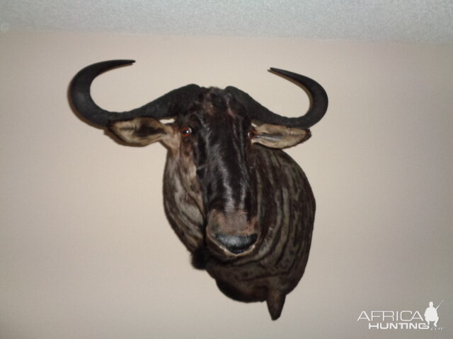 Blue Wildebeest Shoulder Mount Taxidermy