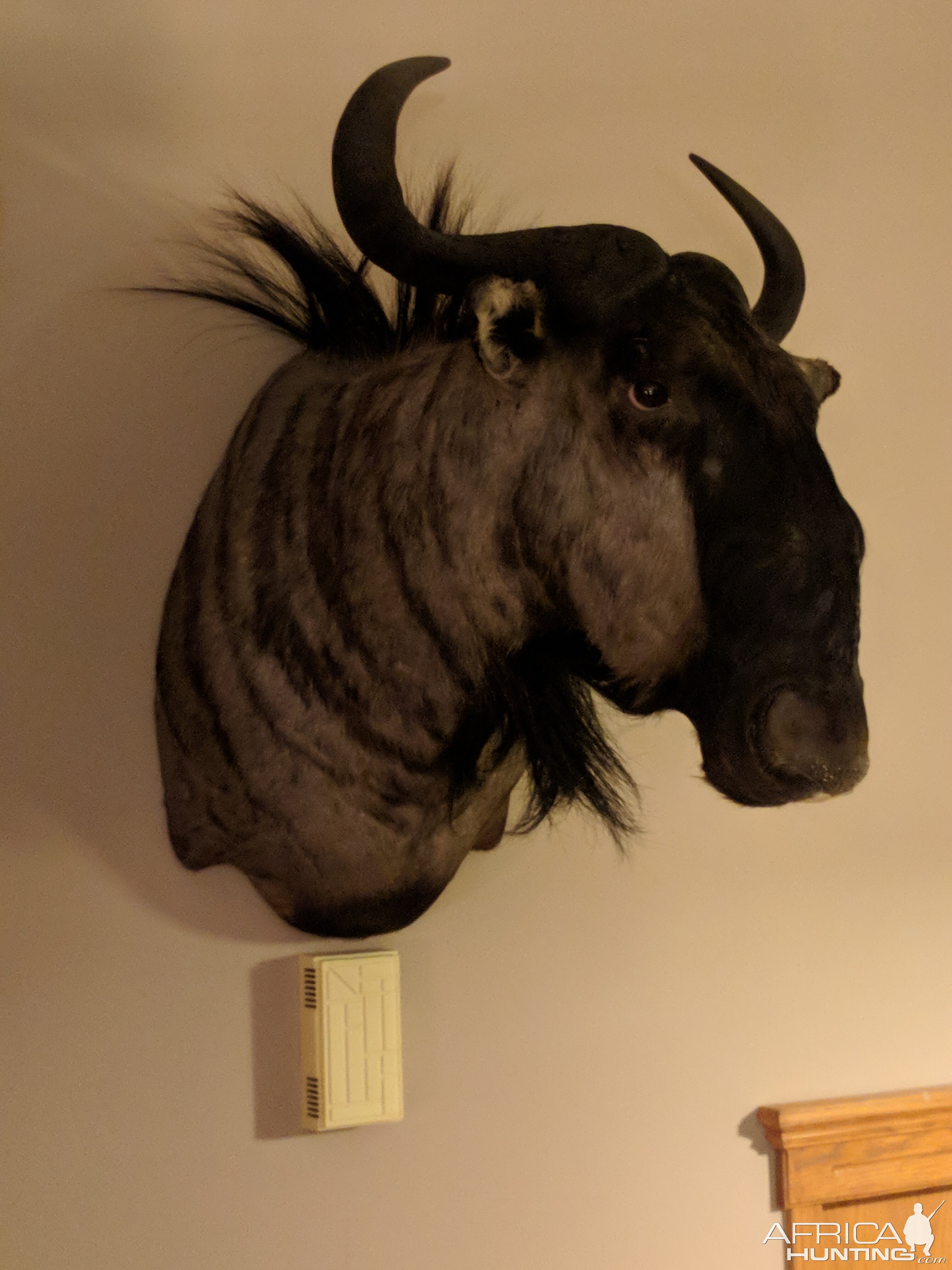 Blue Wildebeest Shoulder Mount Taxidermy