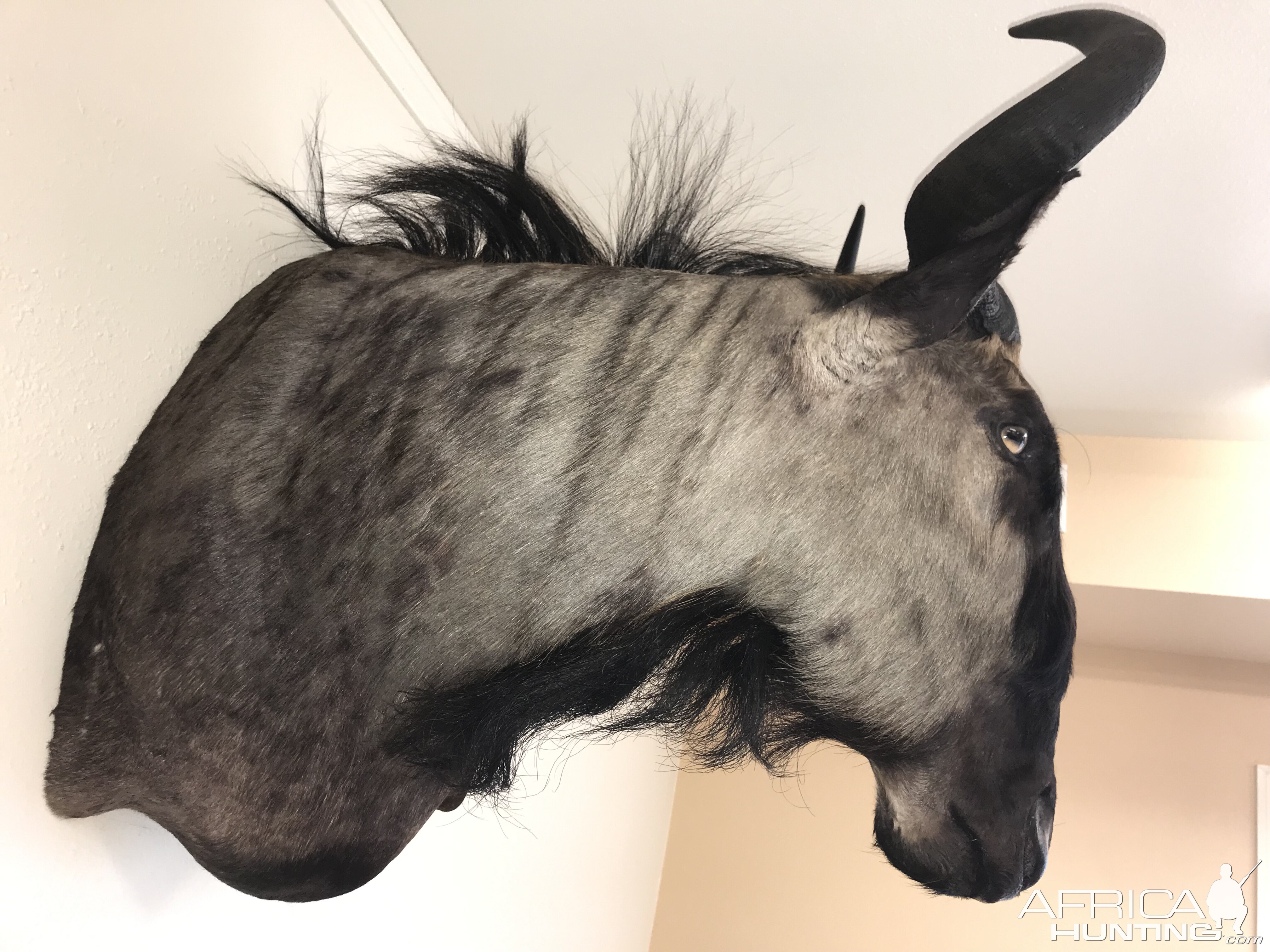 Blue Wildebeest Shoulder Mount Taxidermy