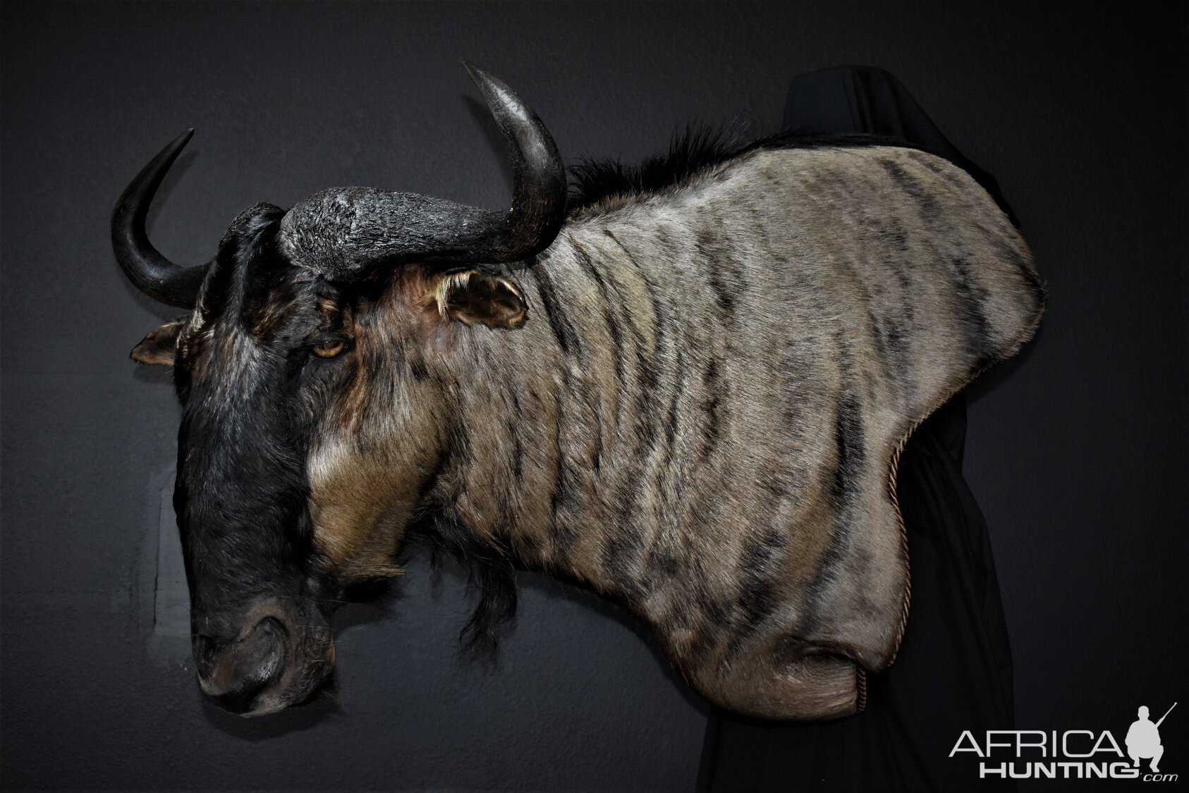 Blue Wildebeest Shoulder Mount Taxidermy